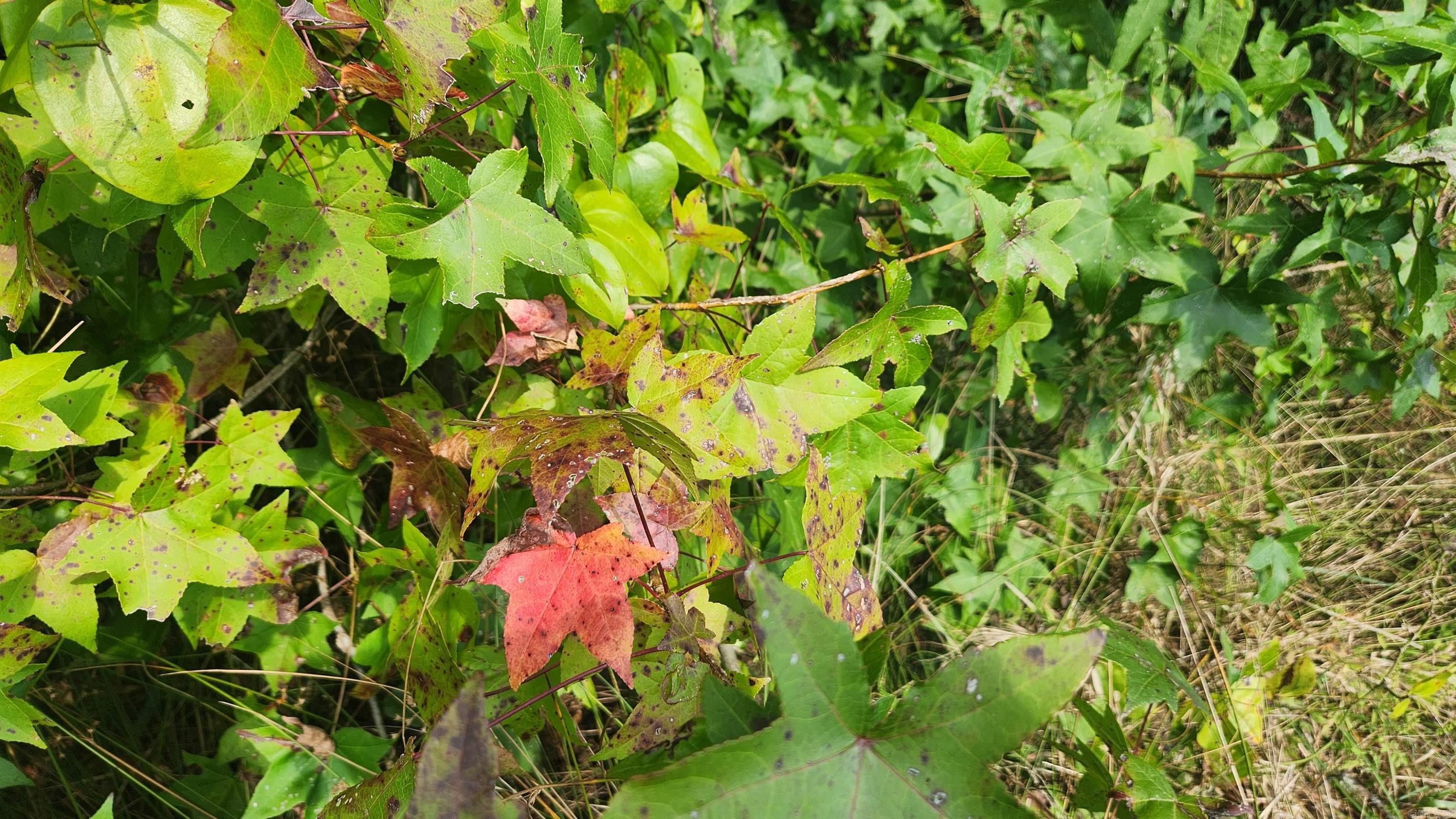 REVAS RETREAT - Land