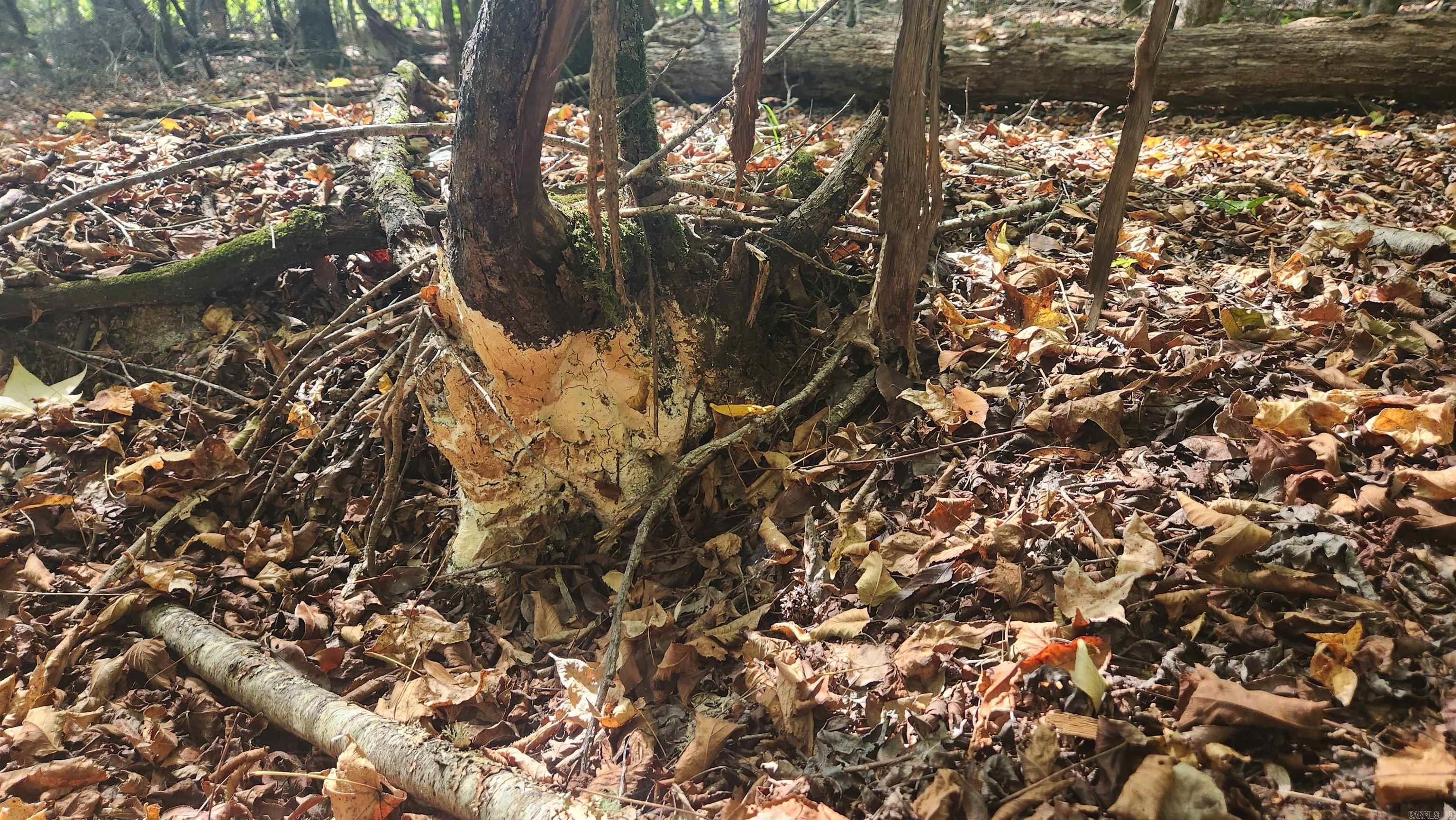 REVAS RETREAT - Land