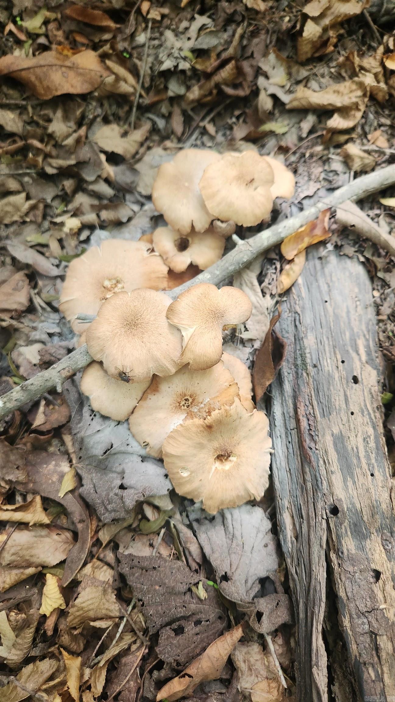 REVAS RETREAT - Land