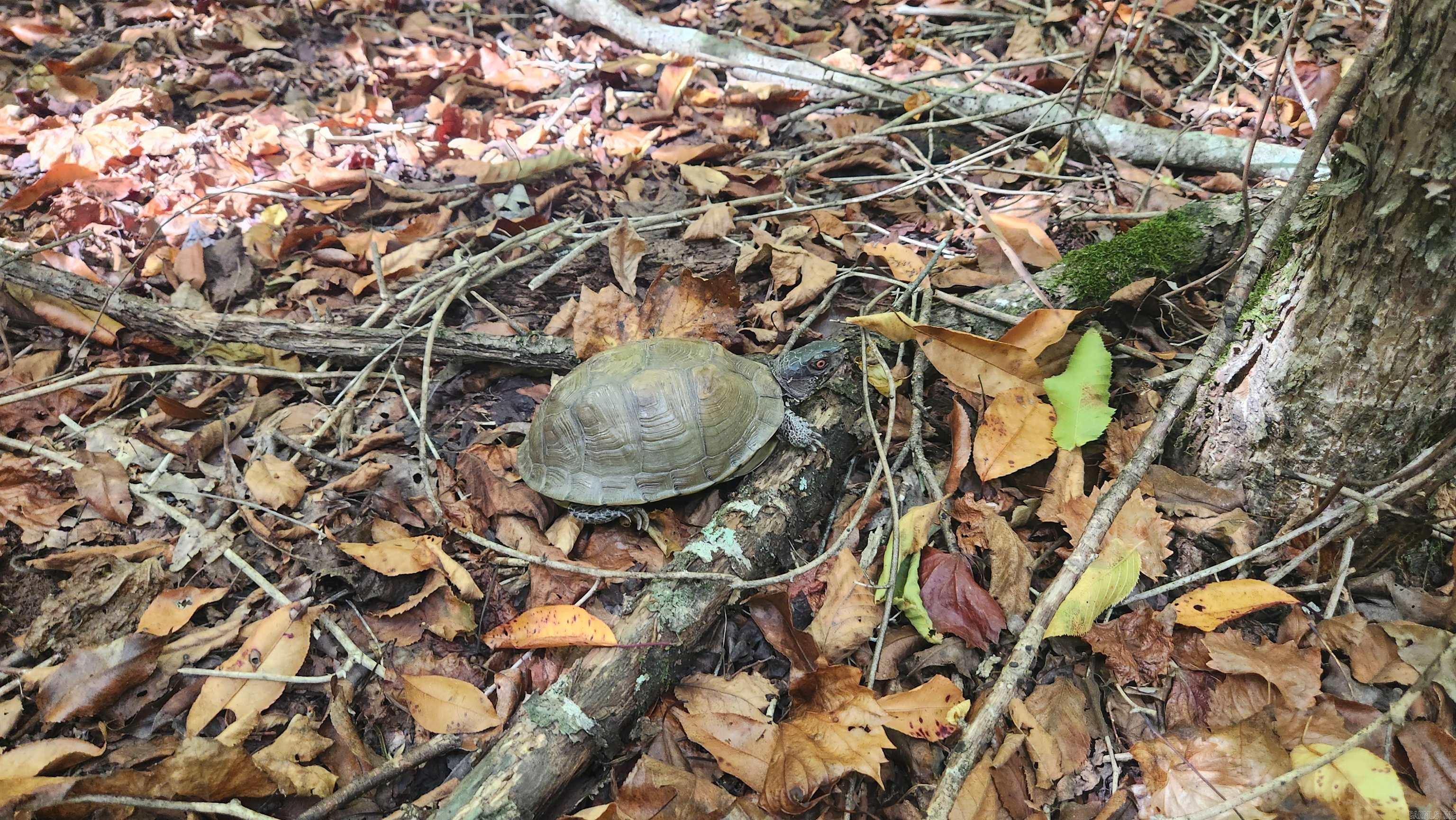 REVAS RETREAT - Land