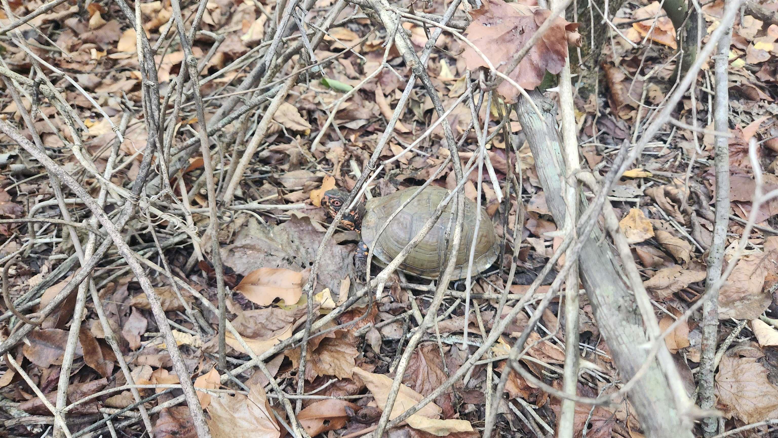 REVAS RETREAT - Land