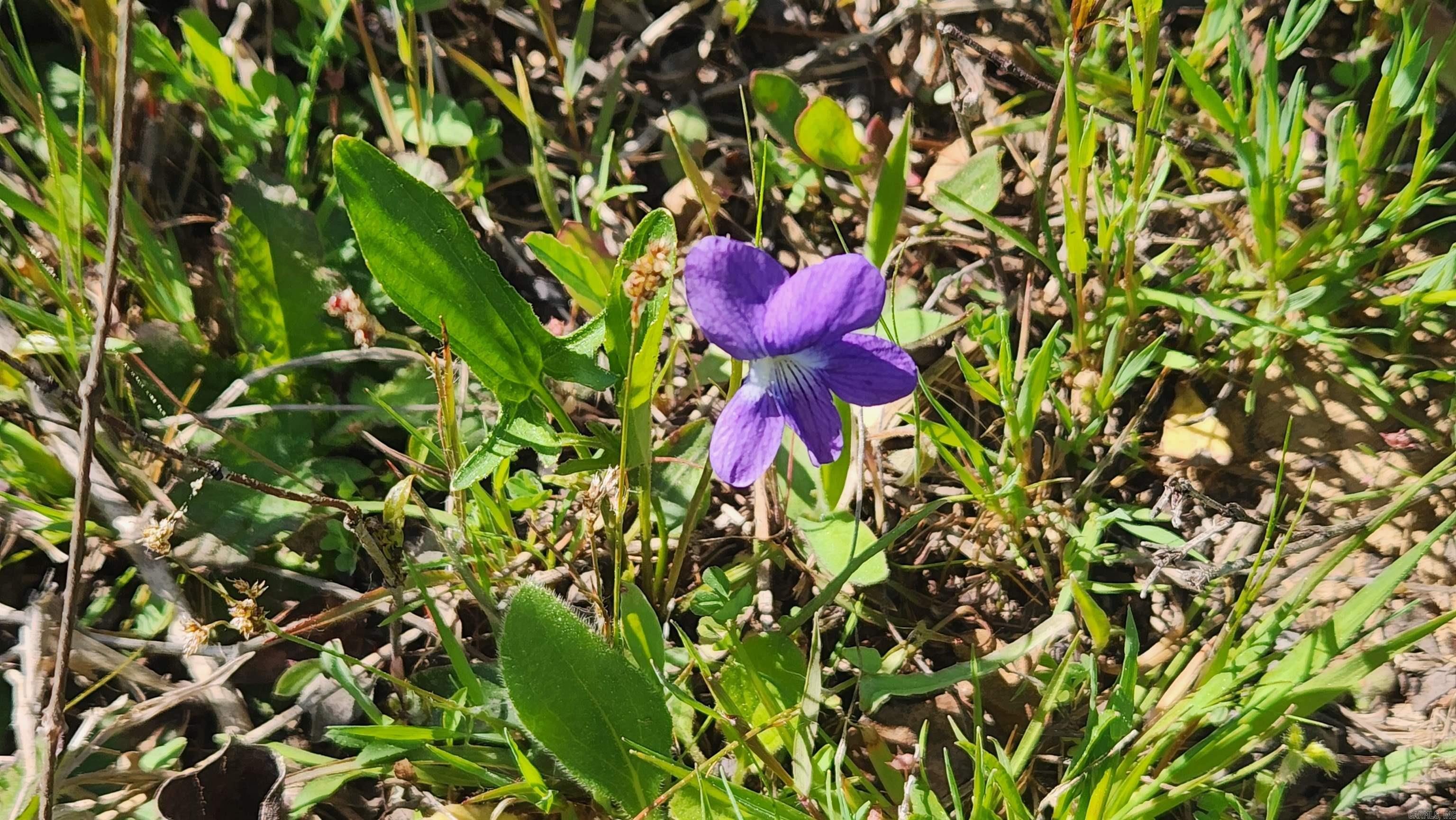 REVAS RETREAT - Land