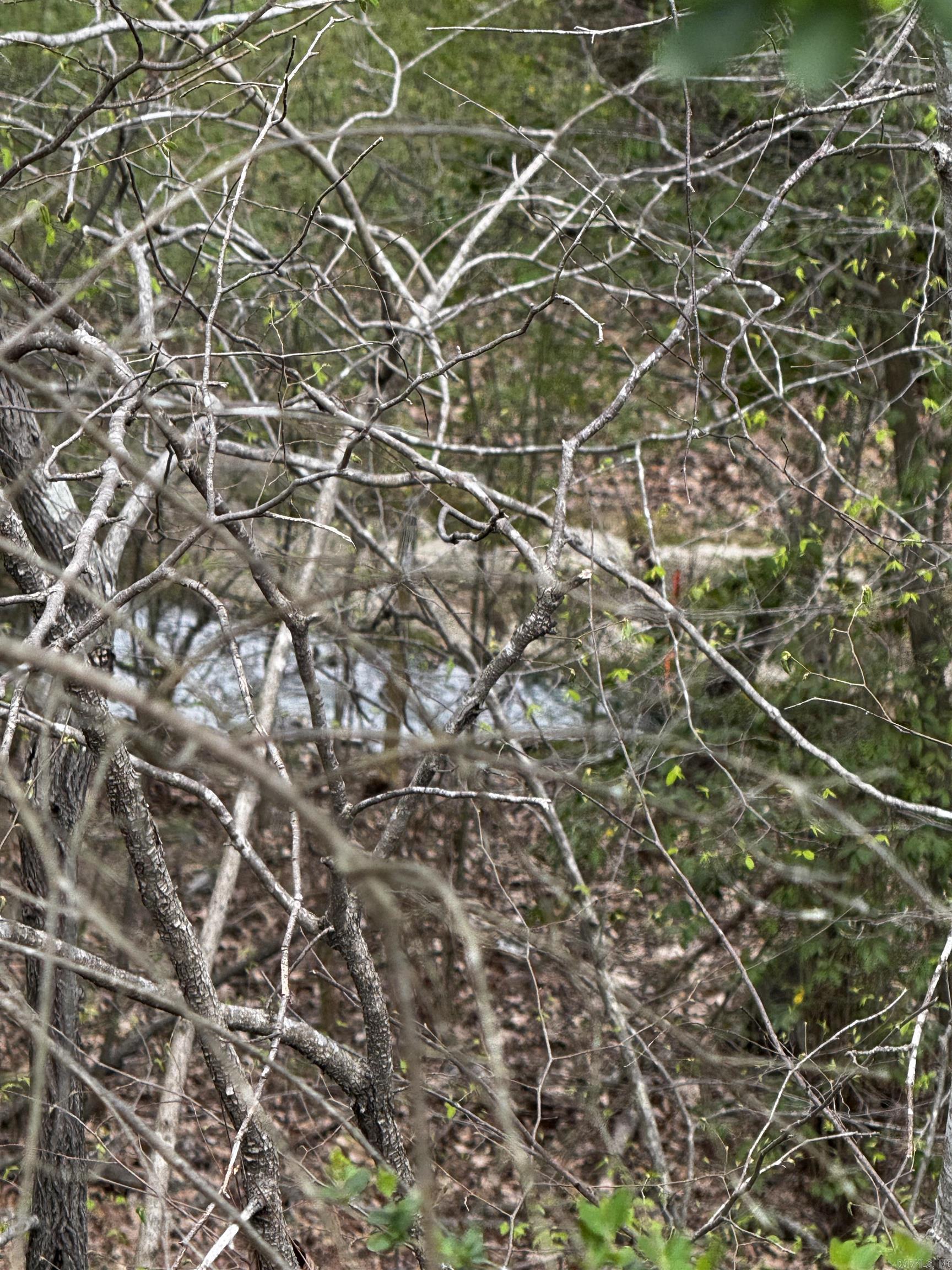 Forest View II - Land