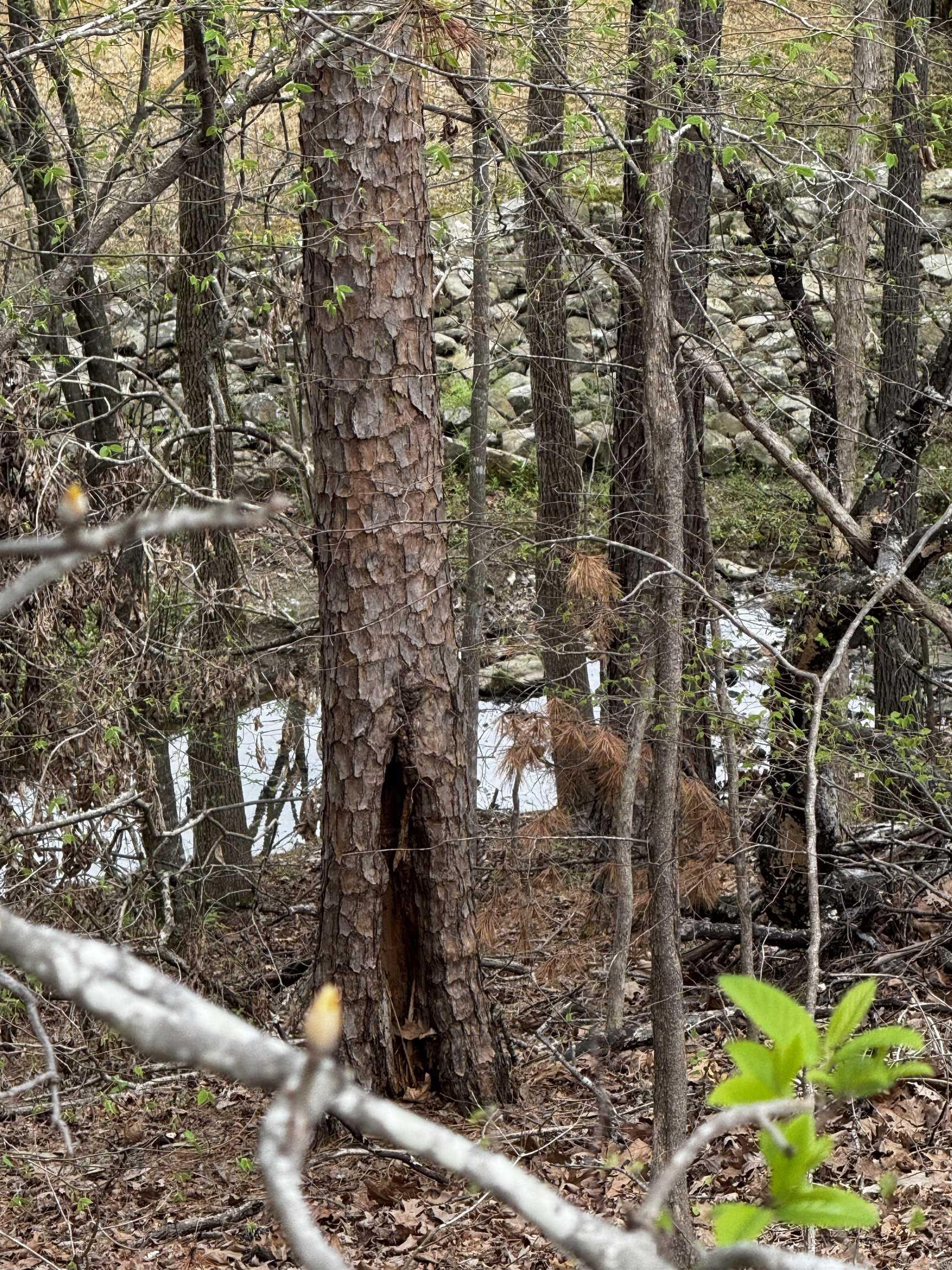 Forest View II - Land