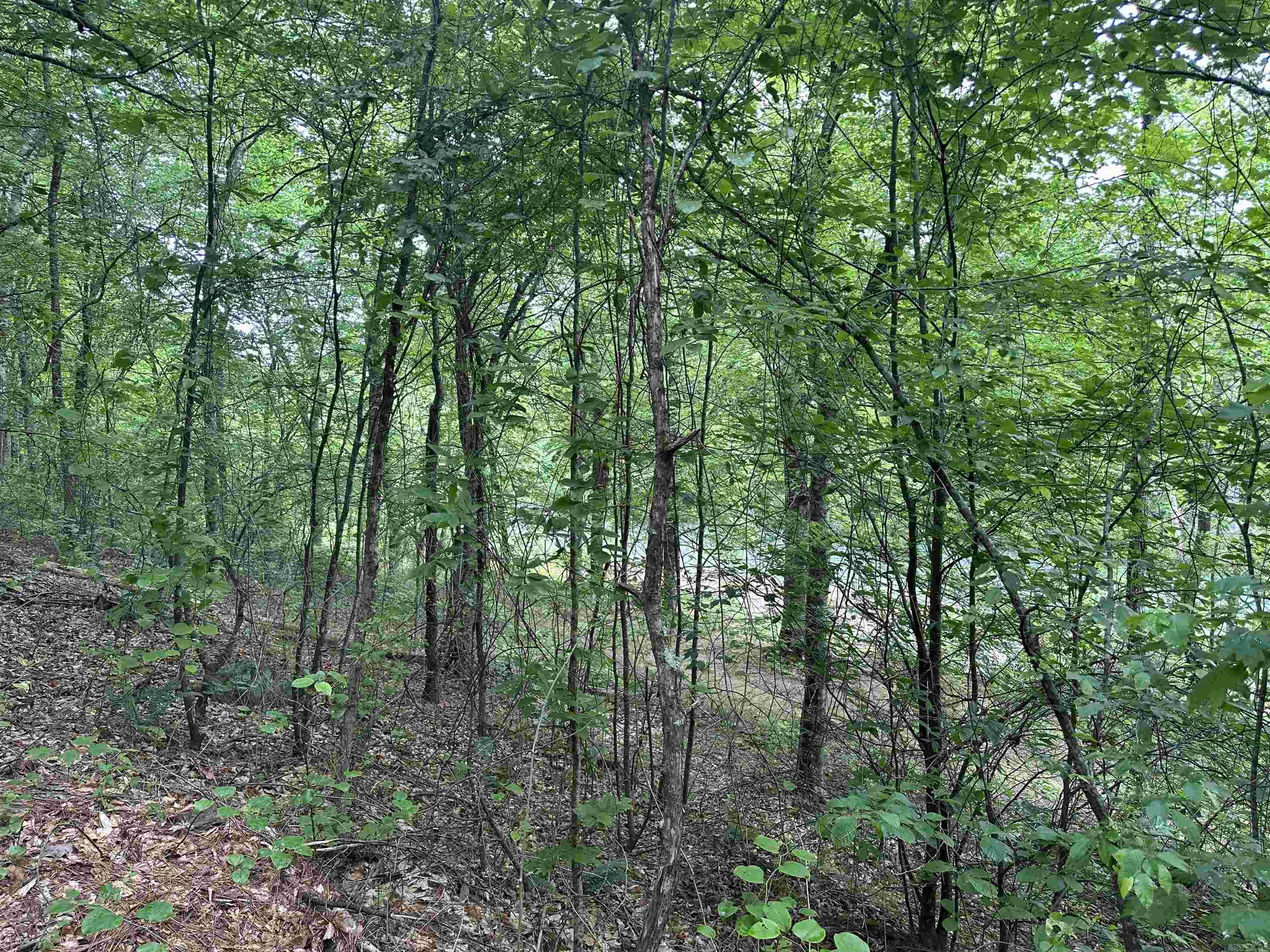 This prime timber tract boasts mature hardwoods, towering pines, and a peaceful, secluded setting along the beautiful Little Piney. Whether you envision building a cozy weekend retreat, a full-time cabin in the woods, or holding it as a long-term investment, this property offers unmatched versatility. With its direct water frontage, you can enjoy fishing, kayaking, and the soothing sound of the creek right from your own land. The gently rolling terrain provides multiple potential build sites, while the established timber offers both privacy and future value. From quiet mornings watching wildlife to evenings around a campfire under the stars, this property delivers the natural beauty and privacy you’ve been searching for — all within easy reach of nearby amenities.