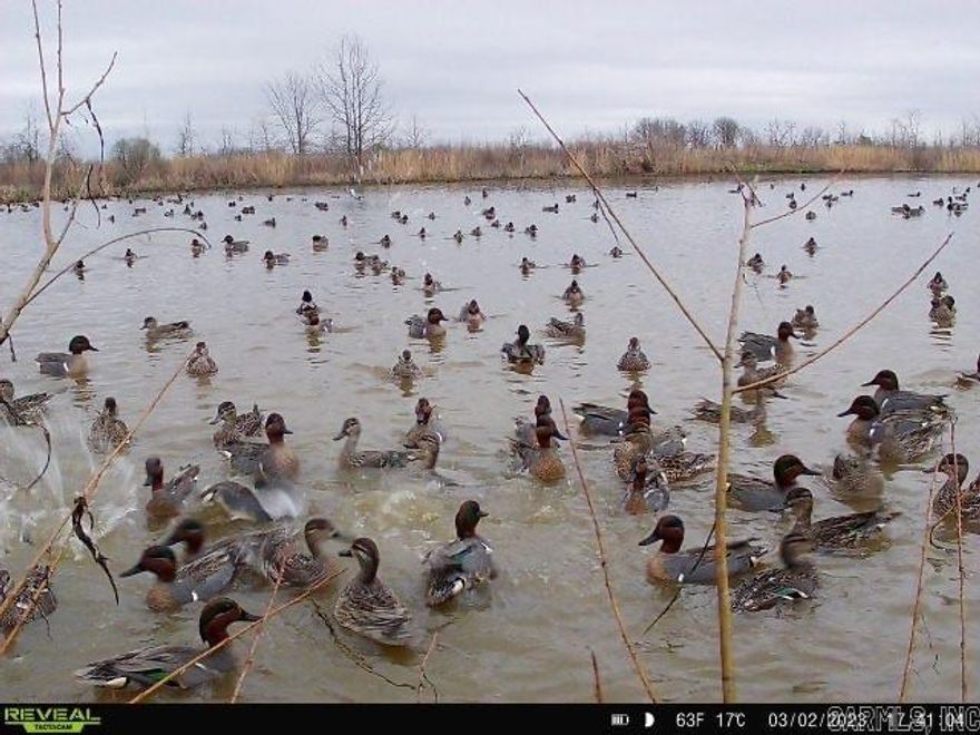 Explore your opportunity to not only own flooded timber on Bayou DeView, but also join a large tract of Cache River Refuge timber. Hurricane Lake and both Big and Little Elam Lakes sit just off the property boundary a short distance making them easily accessible and quick to reach. This offering consists of two tracts: 119 +/- acres of hunting land plus a fully renovated home and recently built 30’x40’ shop on 3.32 acres. The hunting property is enrolled in the WRE program, but fortunately has an electric well and two risers already in place for easy artificial flooding. There are permanent blinds in two of the four established timber holes and a few skid blinds in the moist soil units which together provide plenty of hunting opportunities. The lodge is 1,960 ft2 of heated living space, 510 ft2 of which is the garage that has been converted to a combination game and mud room. The 1,450 ft2 main portion of the camp consists of 4 bedrooms and 2 full baths. Each bedroom has its’ own closet space to keep things put away and organized.