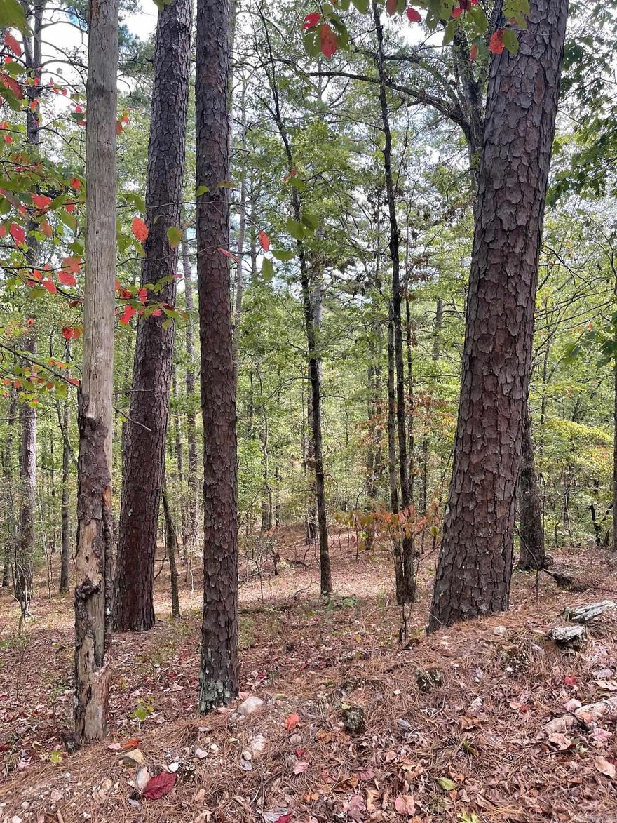 5 acres of land in Hot Springs Village!  Private location, close to Cortez golf course. Call today for more information!