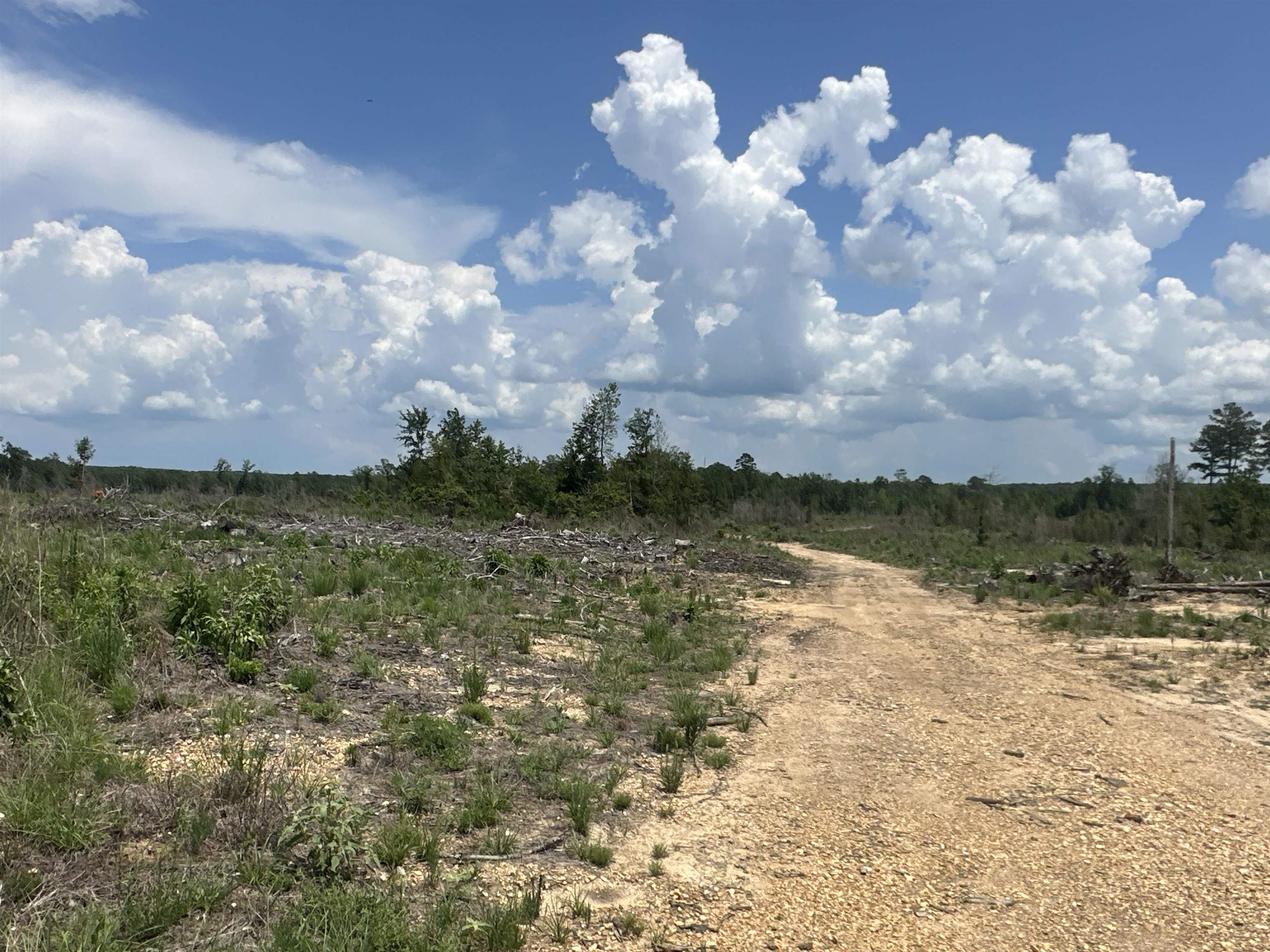 The Stephens West Tract is located in the northeast part of Columbia County, Arkansas approximately ten miles northeast of Magnolia and just west of the community of Stephens. Access to the property is good from US Highway 79. There are typical rural utilities (electric, phone, and rural water) on US HWY 79. This tract was planted in 2023 with loblolly pine that provides a great timber investment! Whether you are looking for a place to build your dream home, convert the plantation to pasture and build a farm, keep the tract as a timberland investment, or just looking for a place to hunt or just ‘get away’, check on the ‘Stephens West Tract’! Contact the Neeley Team with United Country – Neeley Forestry Service, Inc.