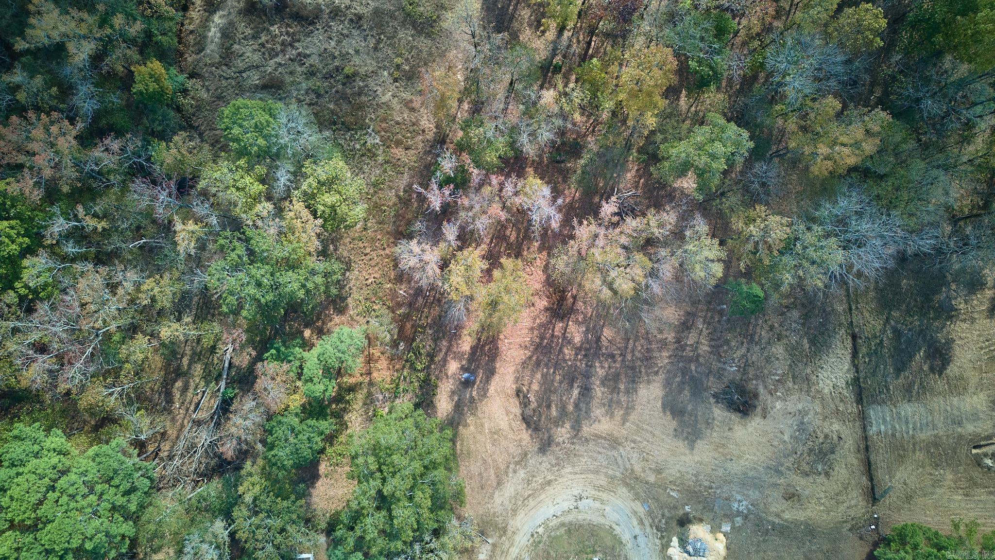 Mountain Pine Outside - Land