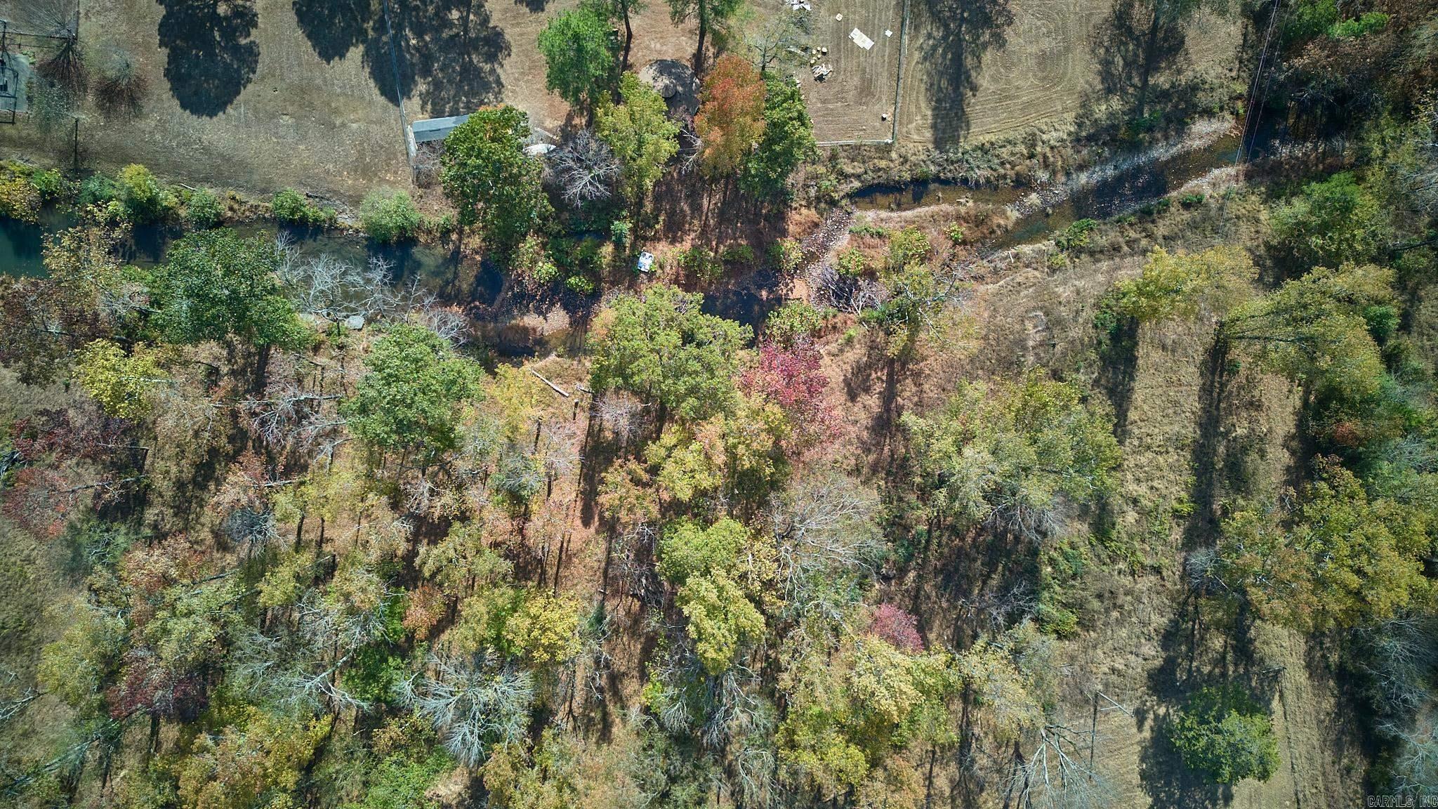 Mountain Pine Outside - Land