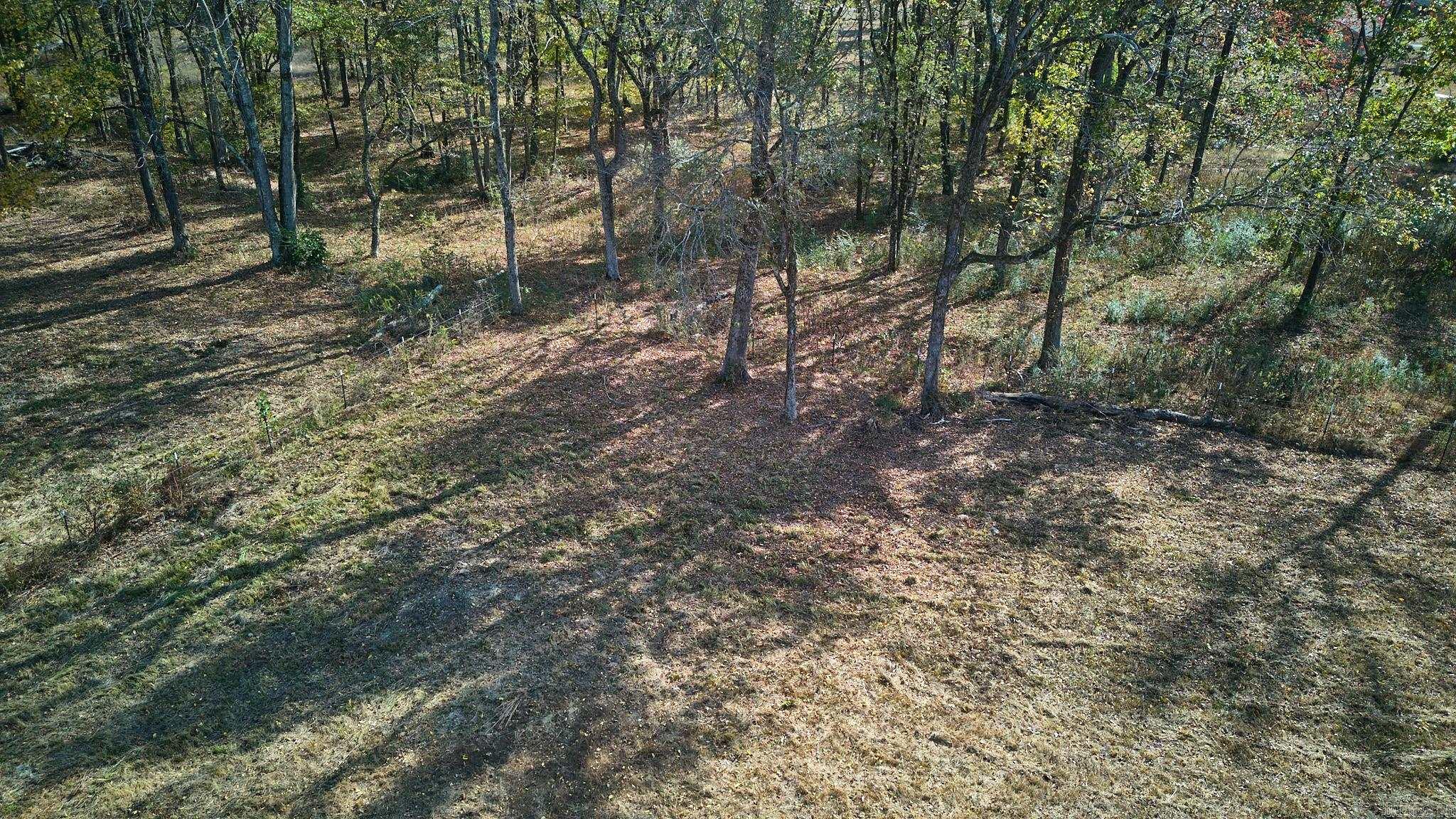 Mountain Pine Outside - Land