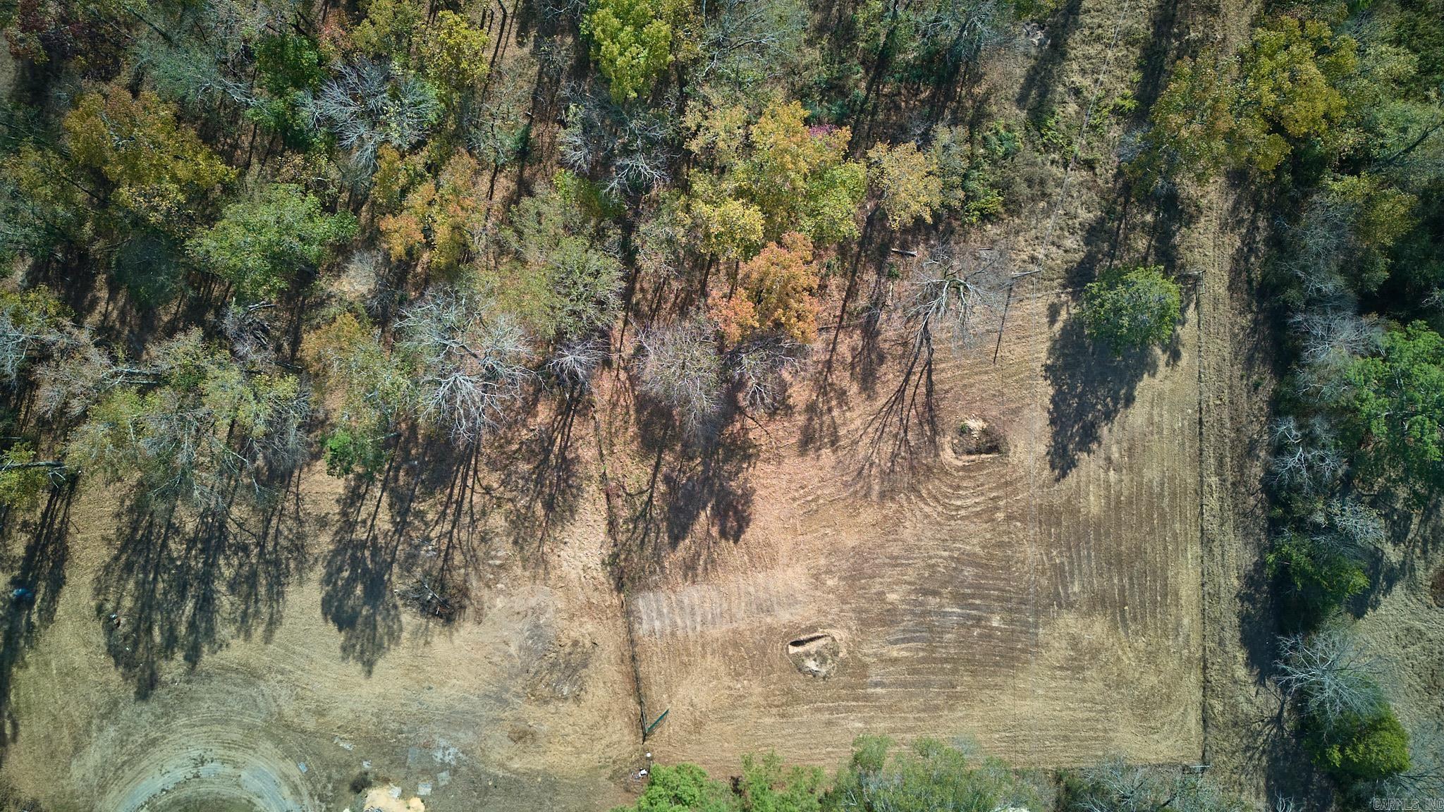 Mountain Pine Outside - Land