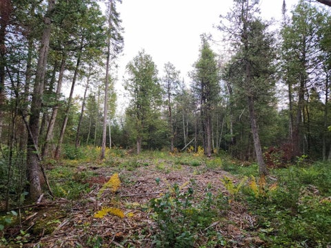 Photo of HWY 45, ANIWA, WI 54414 (MLS # 50332992)