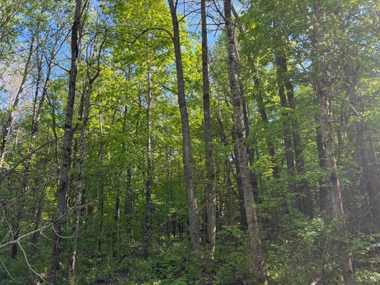 TAYLOR RD, FENCE, WI 54120 - Image 5cc292d33c1a894e29b614f43e66e9e3/2201065132