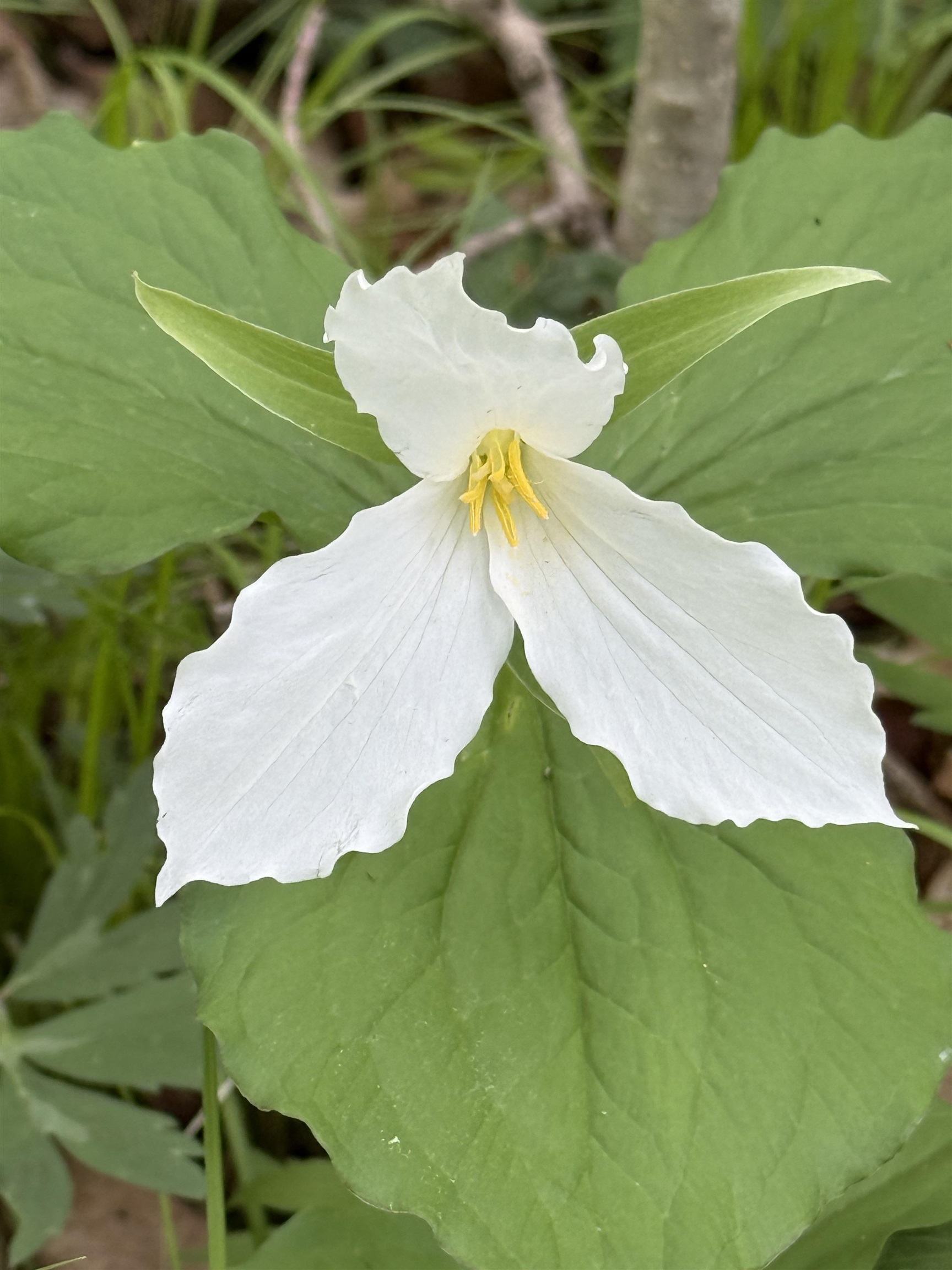 Deerbrook, Wisconsin 54424, United States, 2 Bedrooms Bedrooms, ,1 BathroomBathrooms,Residential,Active,133486