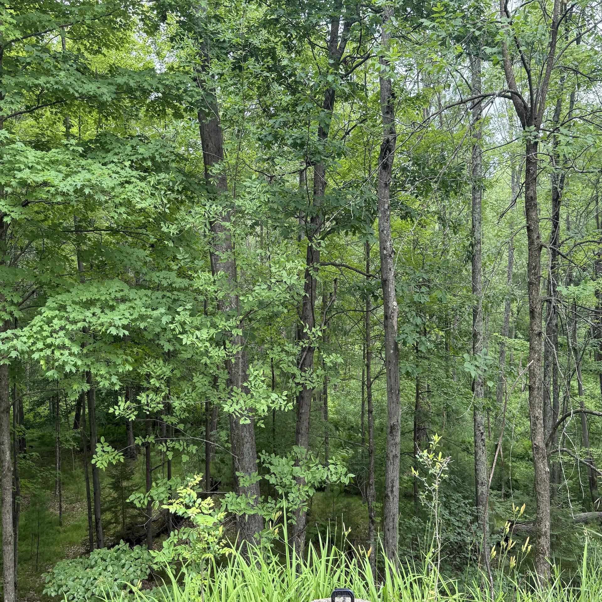 Wausaukee, Wisconsin 54177, United States, 3 Bedrooms Bedrooms, ,2 BathroomsBathrooms,Residential,Active,162995