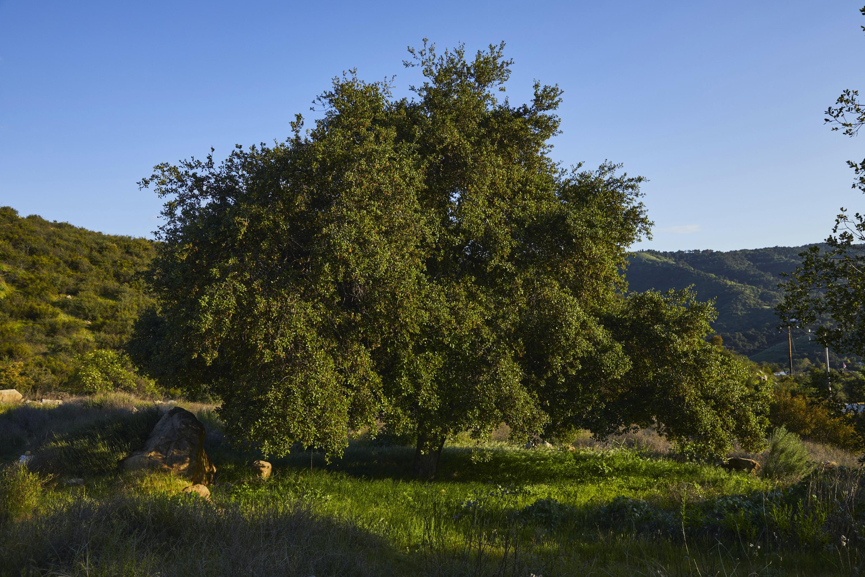 Ojai, California 93060, United States, 4 Bedrooms Bedrooms, ,3 BathroomsBathrooms,Residential,Active,136959