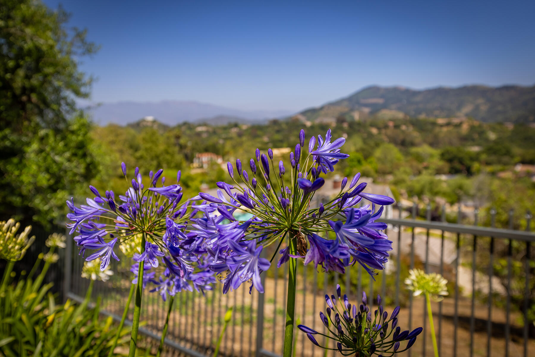 Oak View, California 93022, United States, 6 Bedrooms Bedrooms, ,6 BathroomsBathrooms,Residential,Active,89714