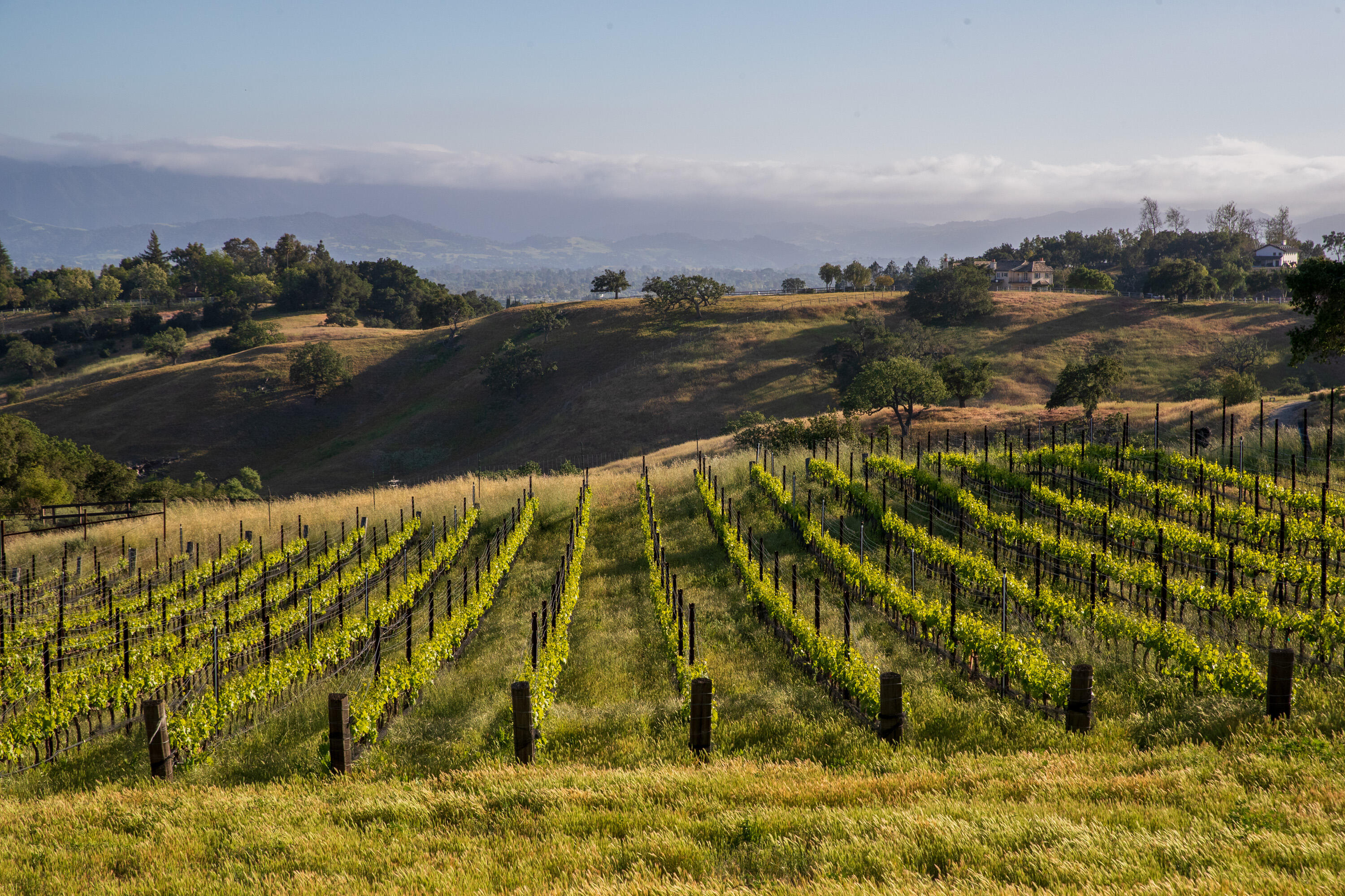 Santa Ynez, California 93460, United States, 6 Bedrooms Bedrooms, ,7 BathroomsBathrooms,Residential,Active,139785