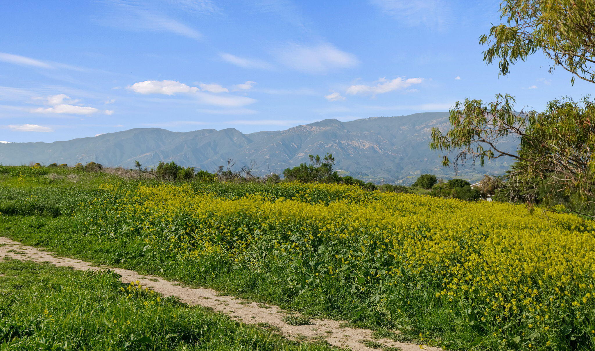 Santa Barbara, California 93109, United States, 3 Bedrooms Bedrooms, ,2 BathroomsBathrooms,Residential,Active,172394