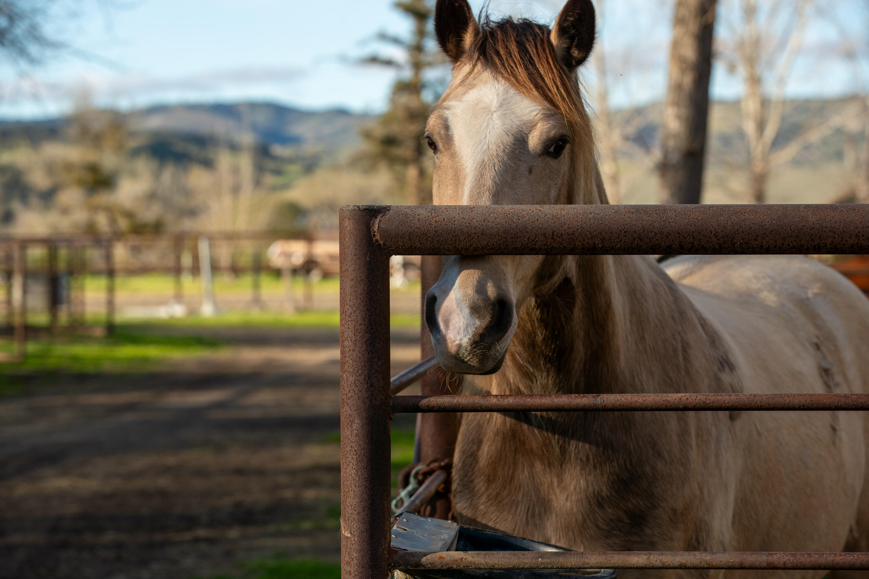 Buellton, California 93427, United States, 3 Bedrooms Bedrooms, ,3 BathroomsBathrooms,Residential,Active,62570