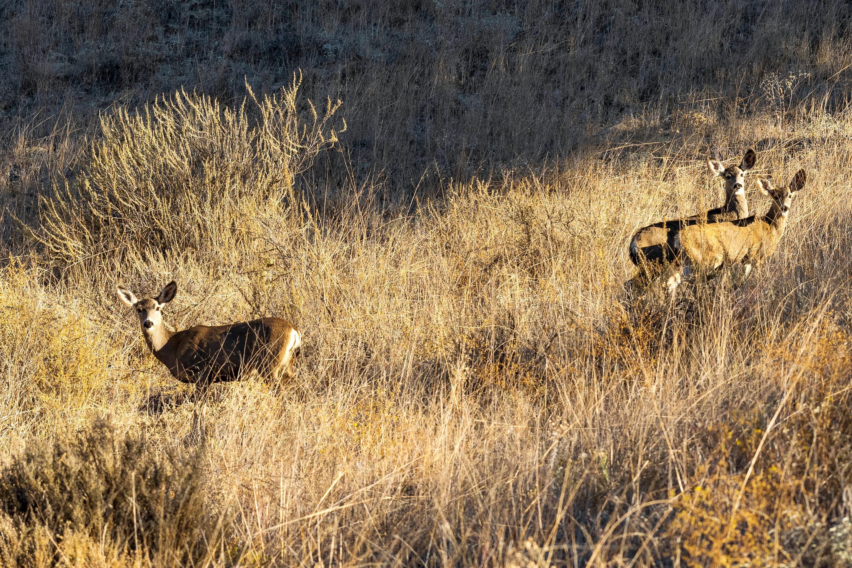 Los Alamos, California 93440, United States, ,Land,Active,41591