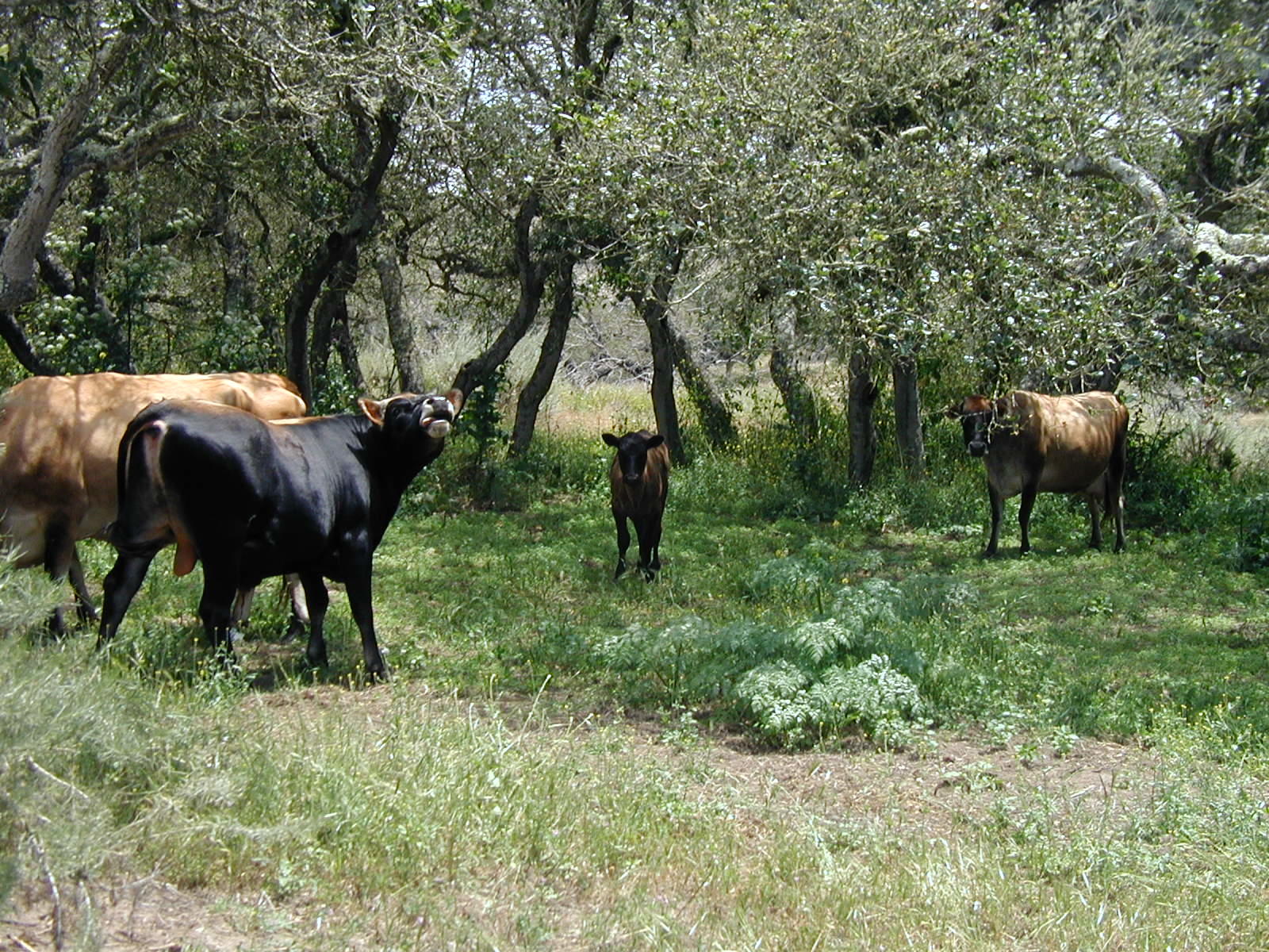 Lompoc, California 93436, United States, ,Land,Active,75201