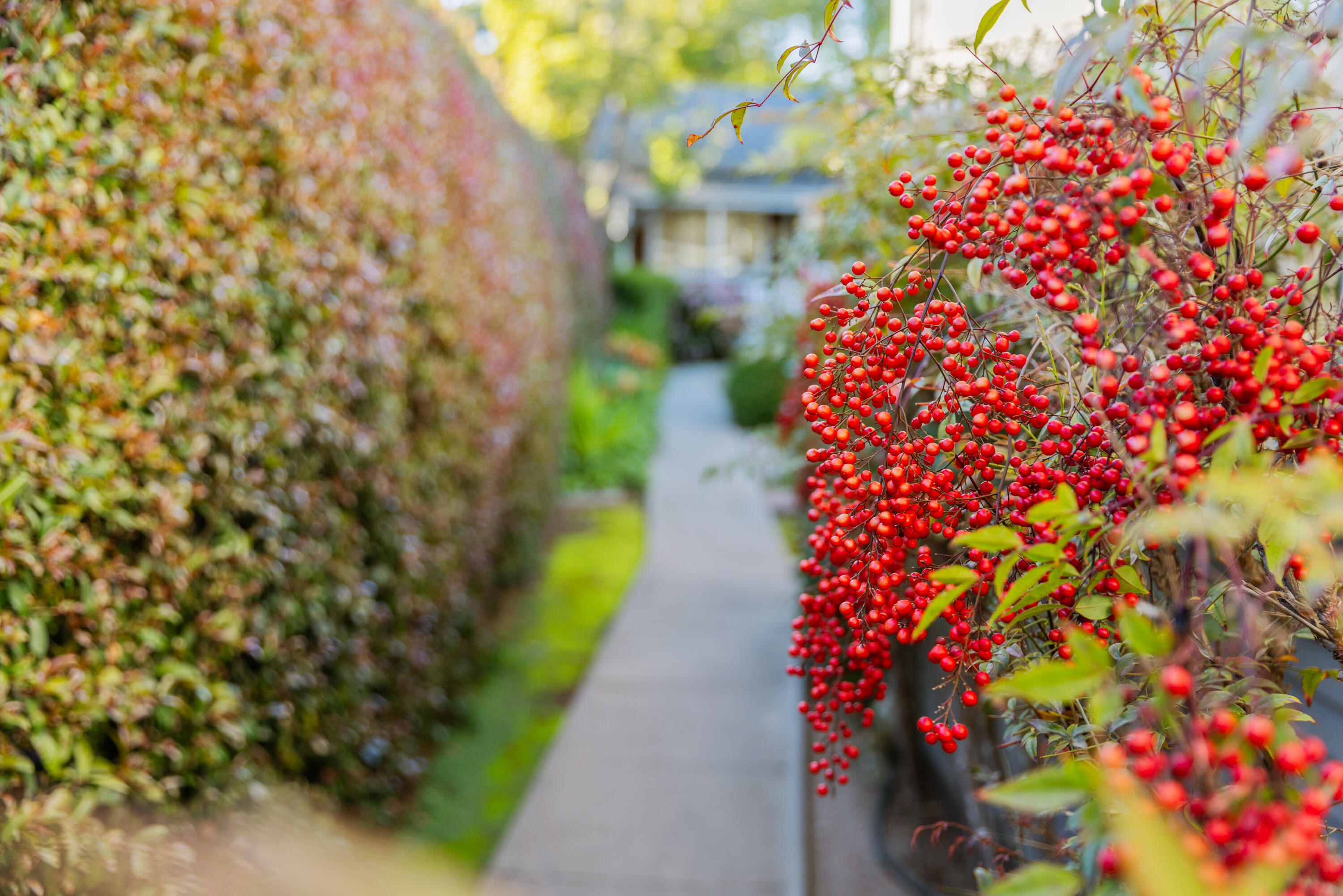 Santa Barbara, California 93101, United States, 5 Bedrooms Bedrooms, ,3 BathroomsBathrooms,Residential,Pending,100227