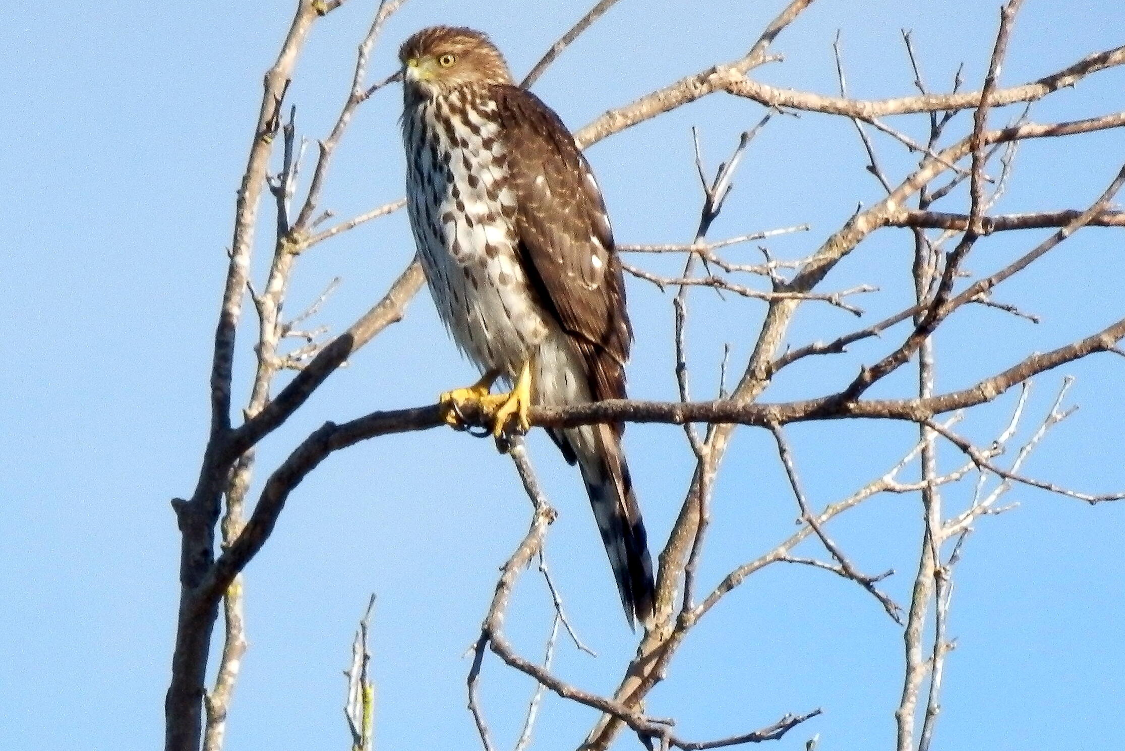 Lompoc, California 93436, United States, 4 Bedrooms Bedrooms, ,3 BathroomsBathrooms,Residential,Active,128211