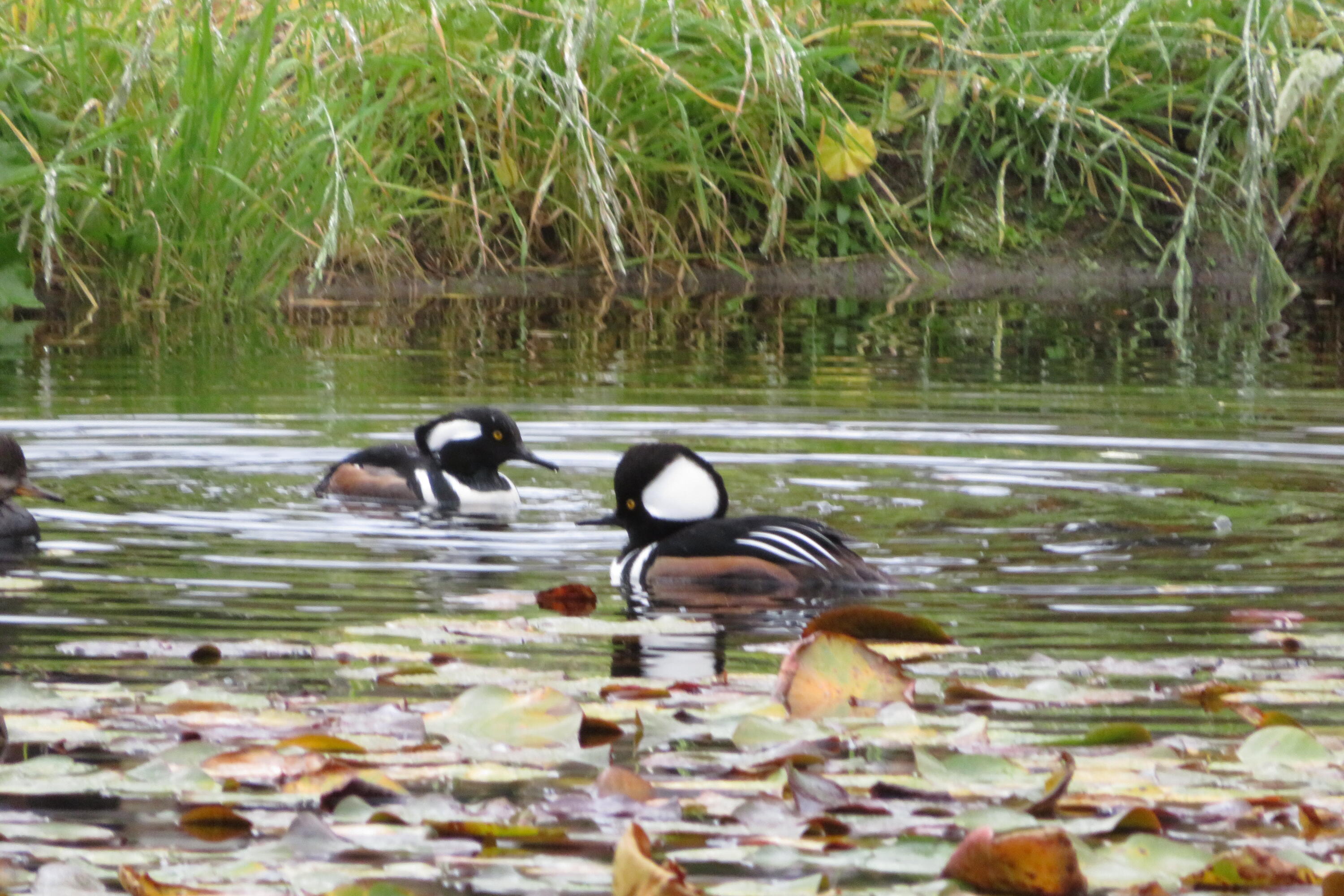 Lompoc, California 93436, United States, 4 Bedrooms Bedrooms, ,3 BathroomsBathrooms,Residential,Active,128211