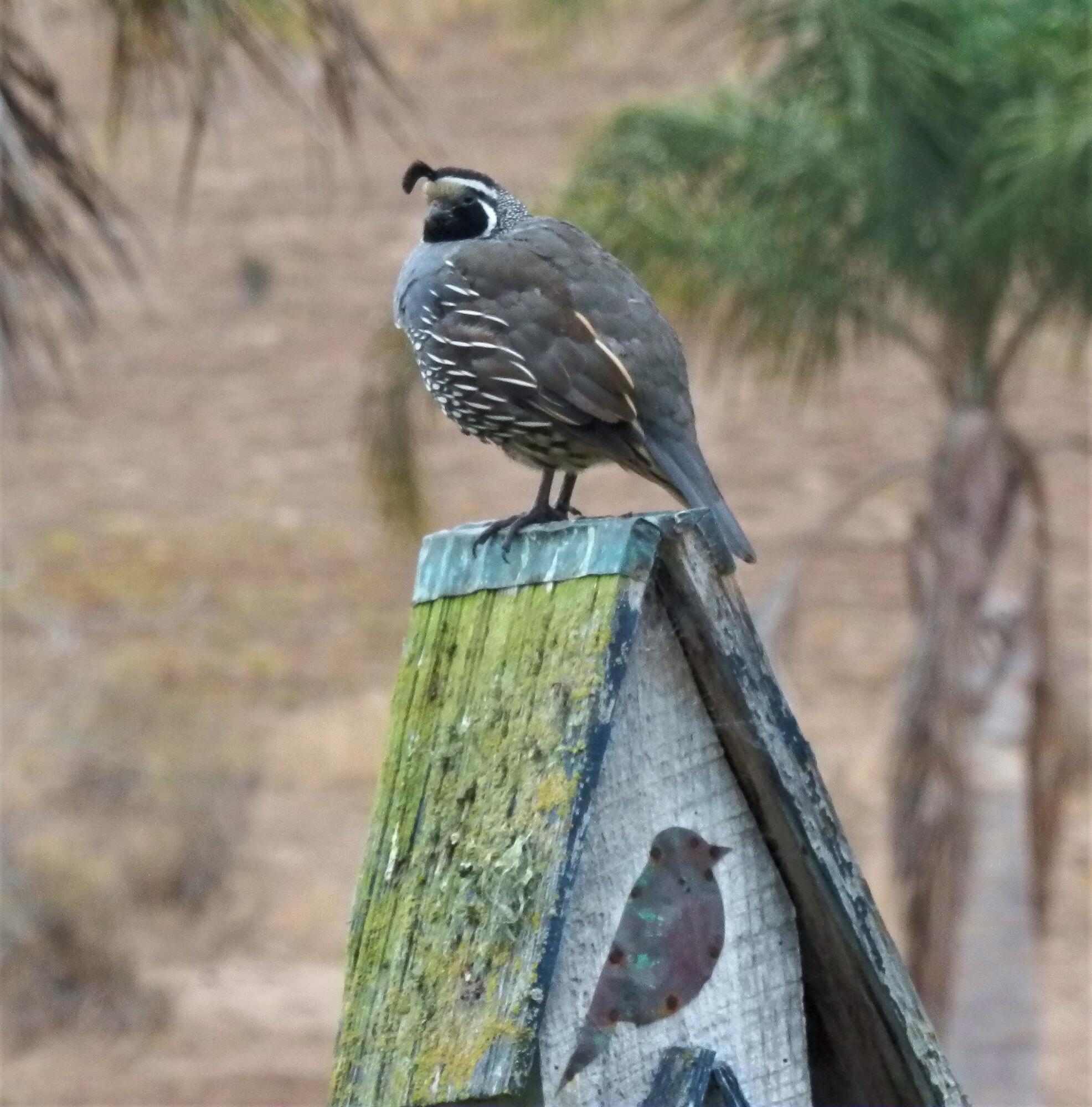 Lompoc, California 93436, United States, 4 Bedrooms Bedrooms, ,3 BathroomsBathrooms,Residential,Active,128211