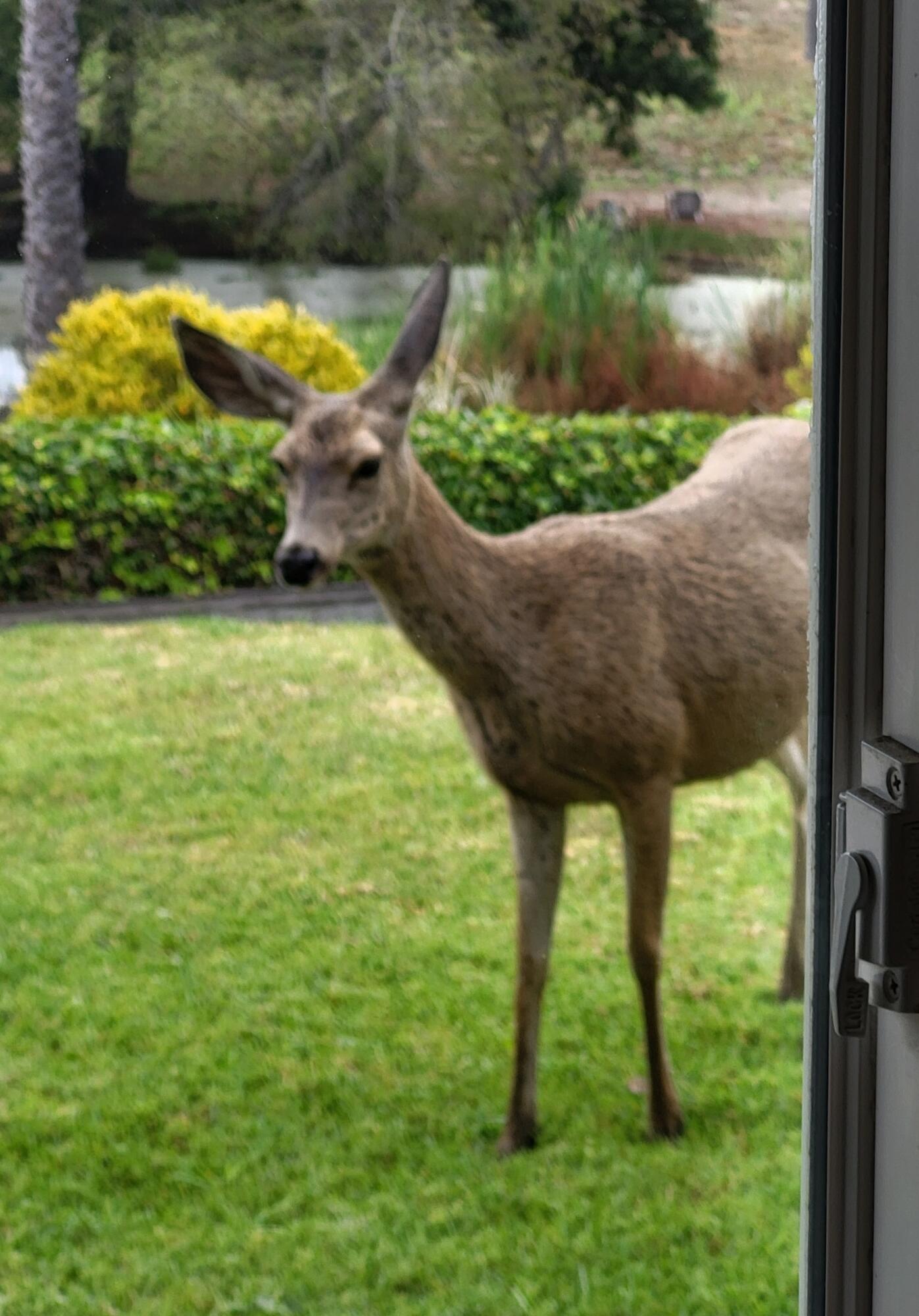 Lompoc, California 93436, United States, 4 Bedrooms Bedrooms, ,3 BathroomsBathrooms,Residential,Active,128211