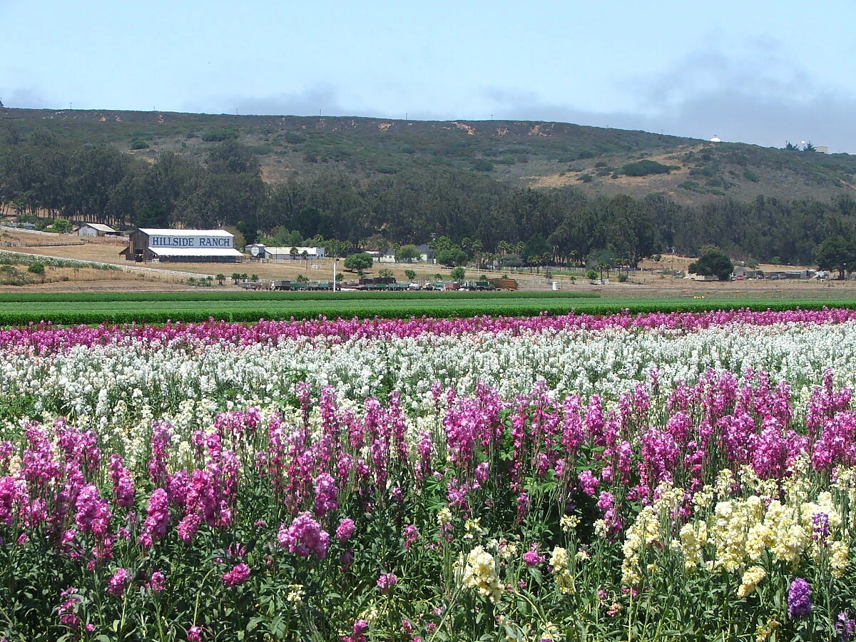 Lompoc, California 93436, United States, 4 Bedrooms Bedrooms, ,3 BathroomsBathrooms,Residential,Active,128211