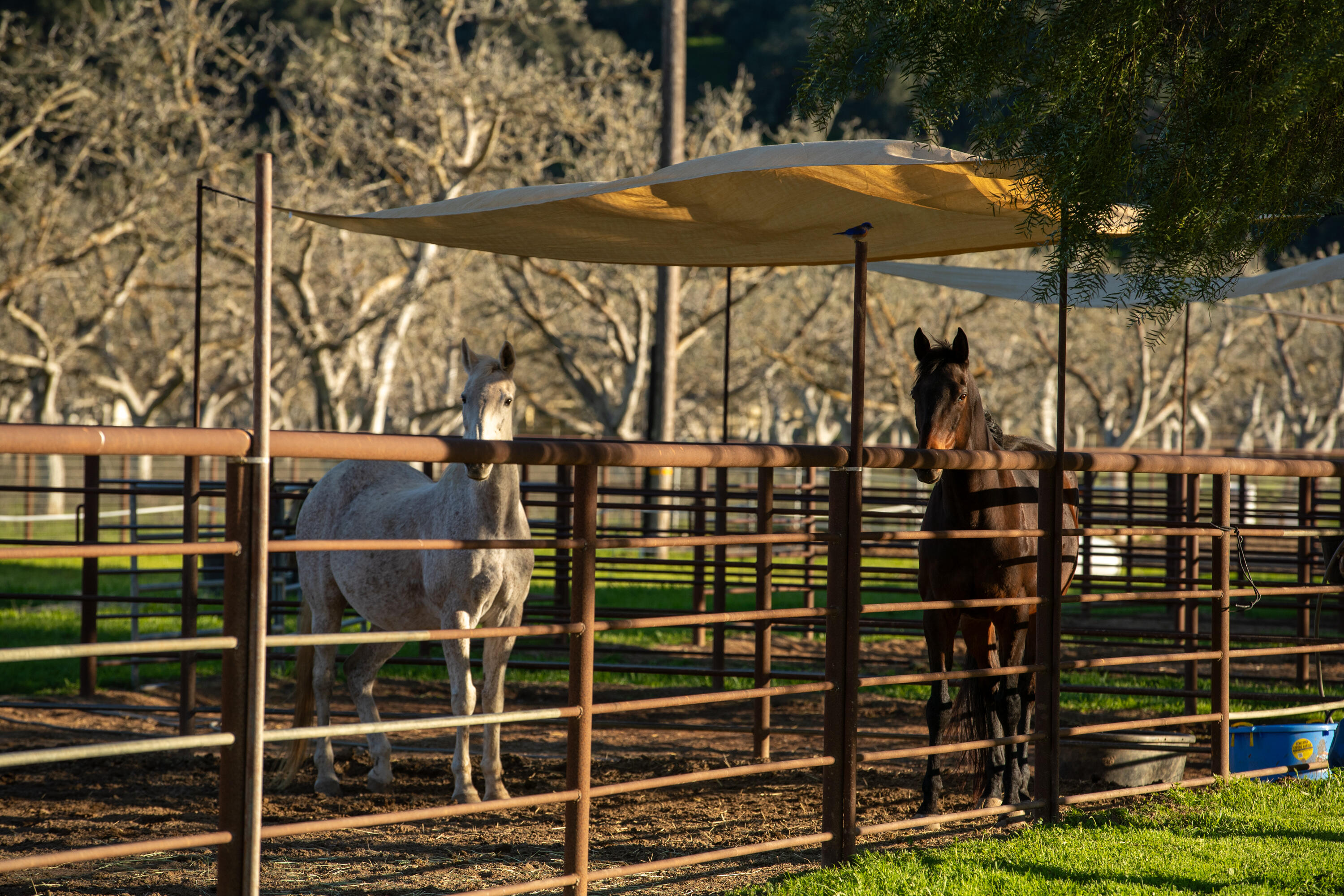 Buellton, California 93427, United States, 3 Bedrooms Bedrooms, ,3 BathroomsBathrooms,Residential,Active,112501