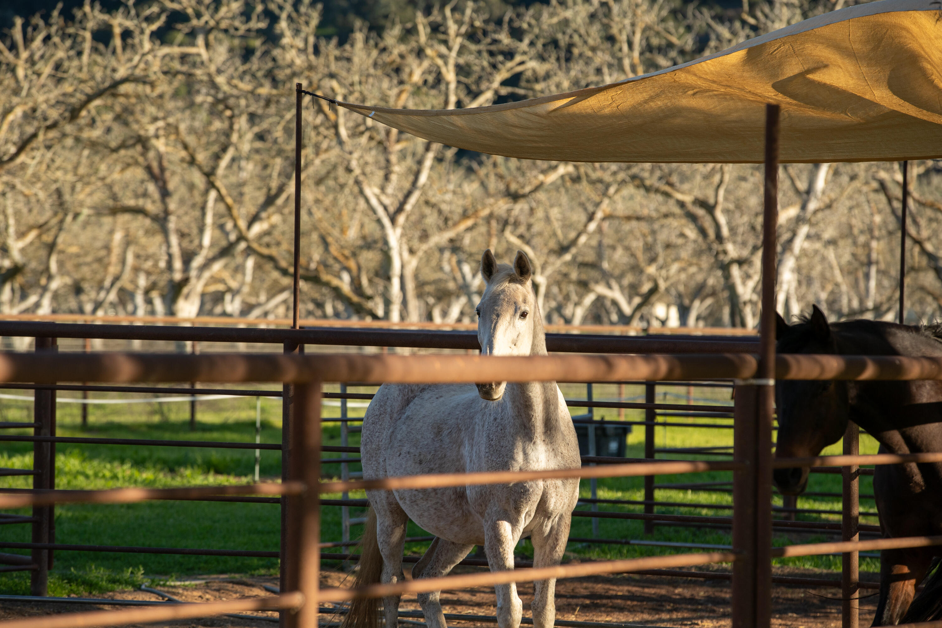 Buellton, California 93427, United States, 3 Bedrooms Bedrooms, ,3 BathroomsBathrooms,Residential,Active,112501