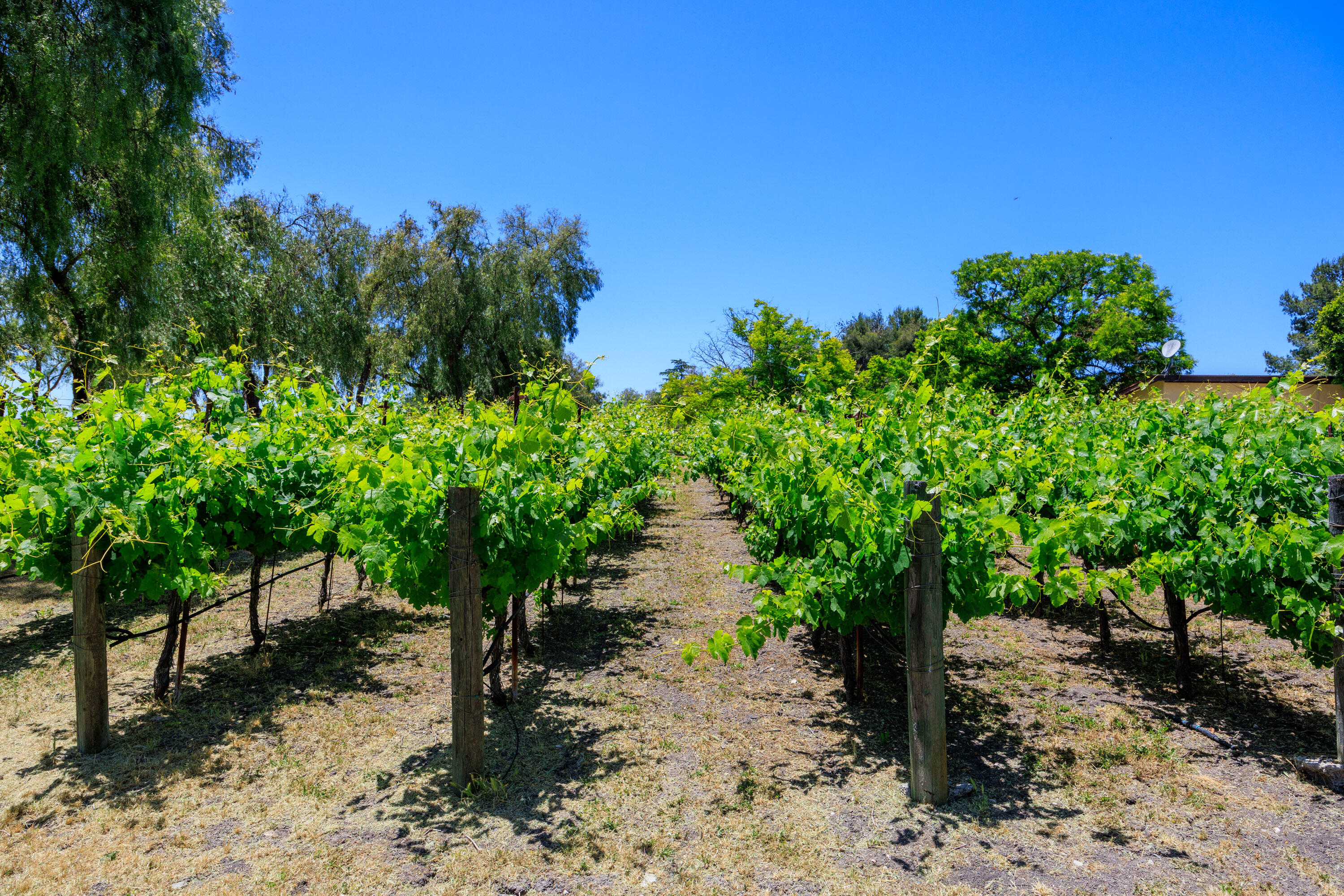 Solvang, California 93463, United States, 4 Bedrooms Bedrooms, ,3 BathroomsBathrooms,Residential,Active,91863