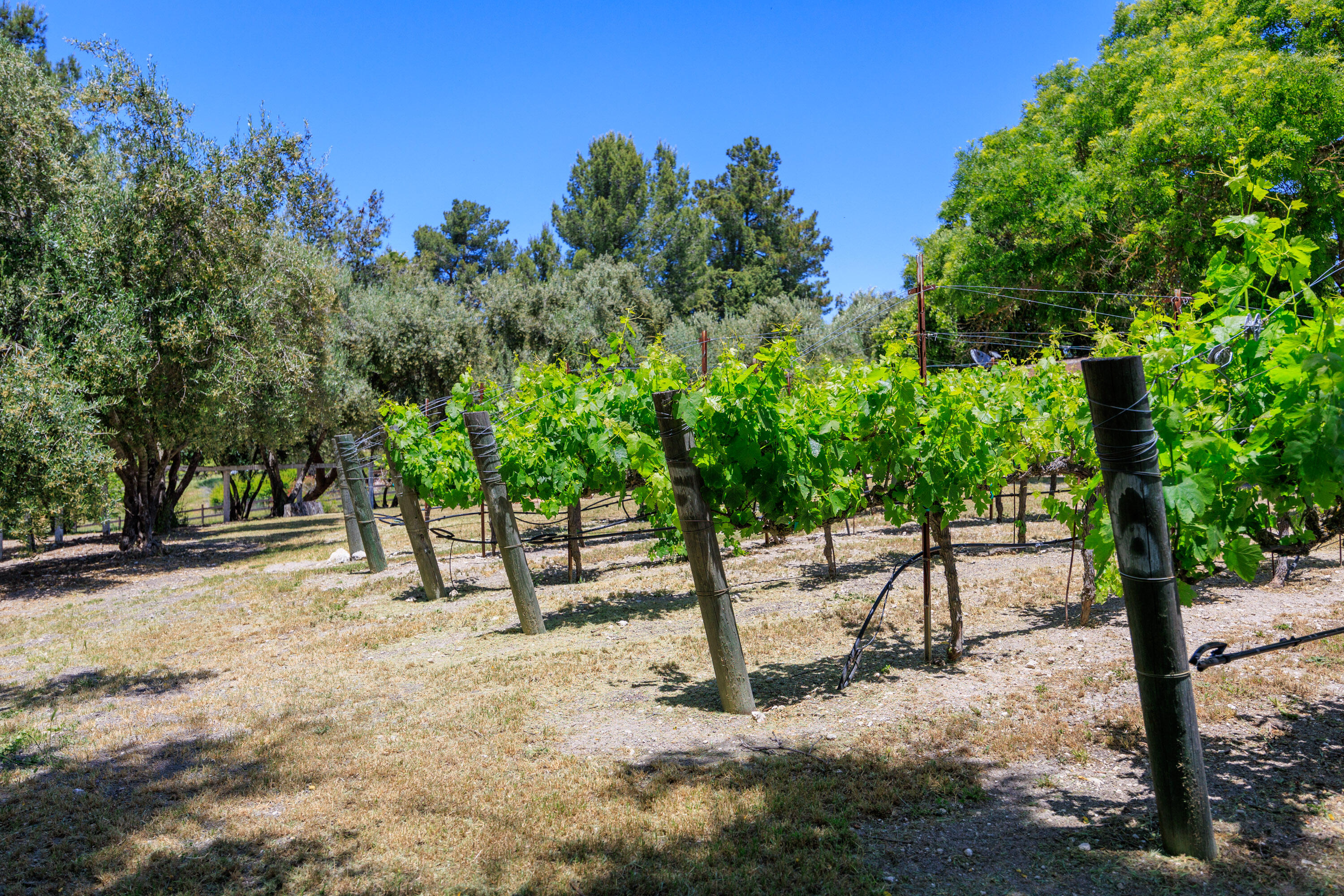 Solvang, California 93463, United States, 4 Bedrooms Bedrooms, ,3 BathroomsBathrooms,Residential,Active,91863