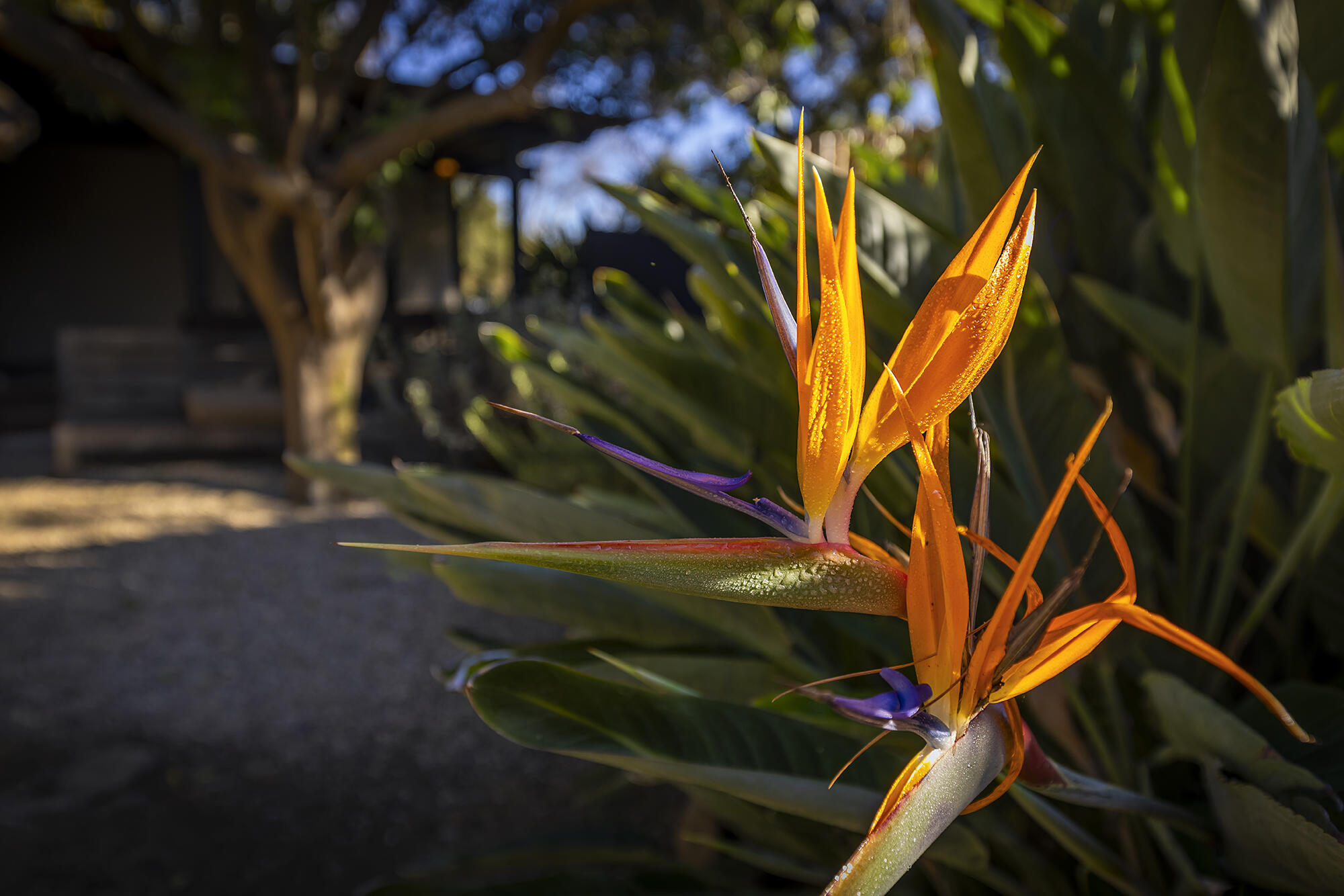 Ojai, California 93023, United States, 5 Bedrooms Bedrooms, ,3 BathroomsBathrooms,Residential,Active,14154