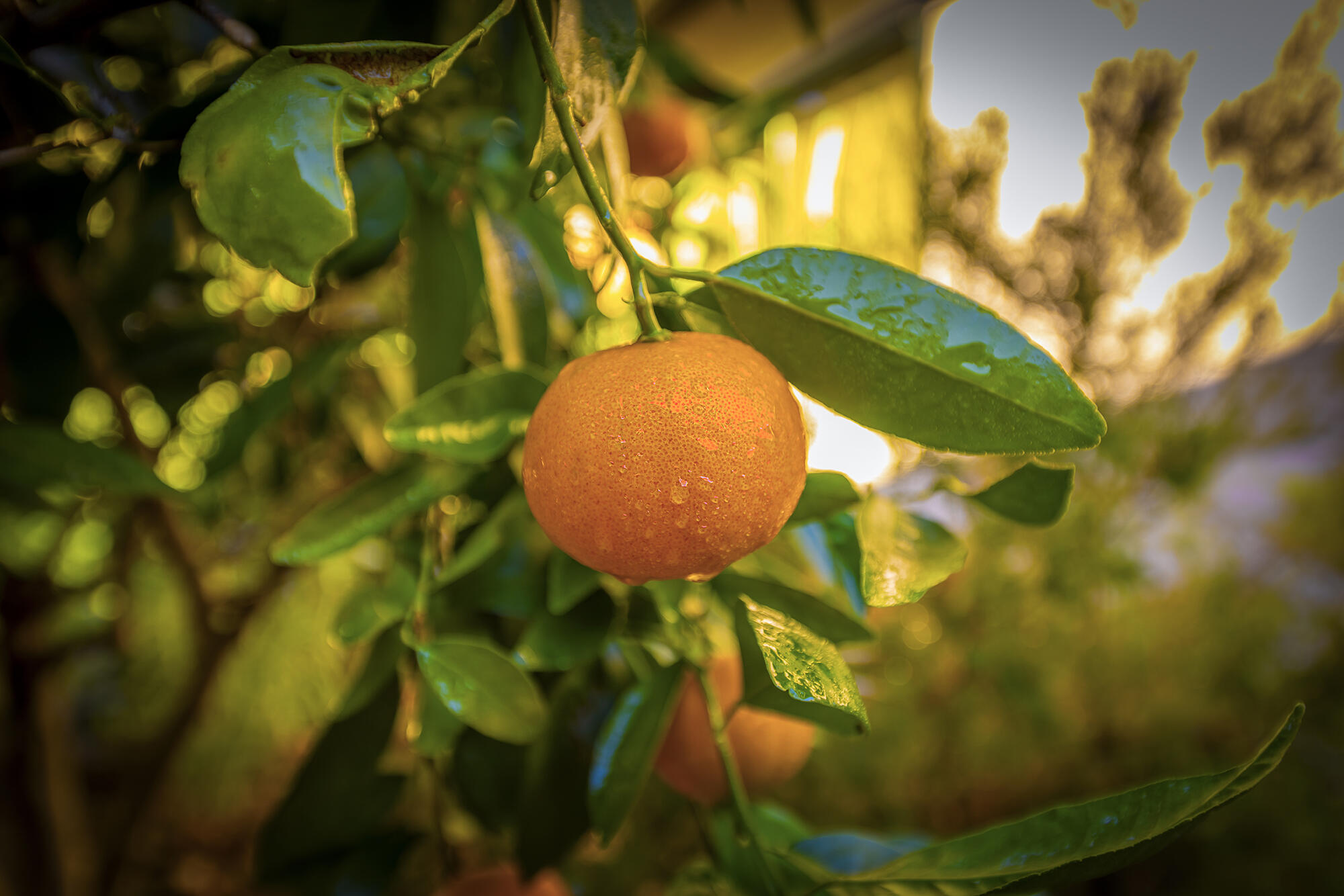 Ojai, California 93023, United States, 5 Bedrooms Bedrooms, ,3 BathroomsBathrooms,Residential,Active,14154