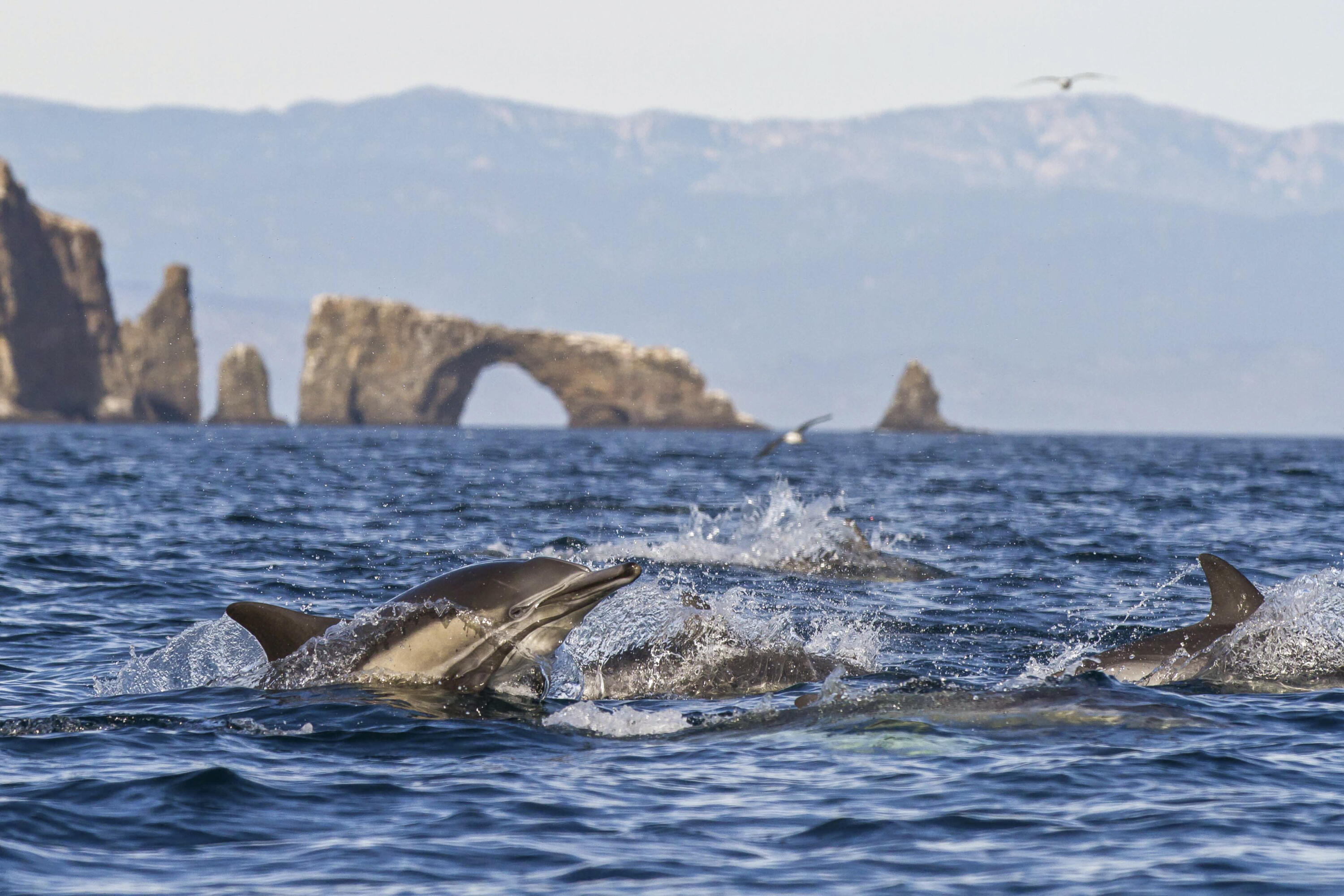 Oxnard, California 93030, United States, 2 Bedrooms Bedrooms, ,2 BathroomsBathrooms,Residential,Active,119938