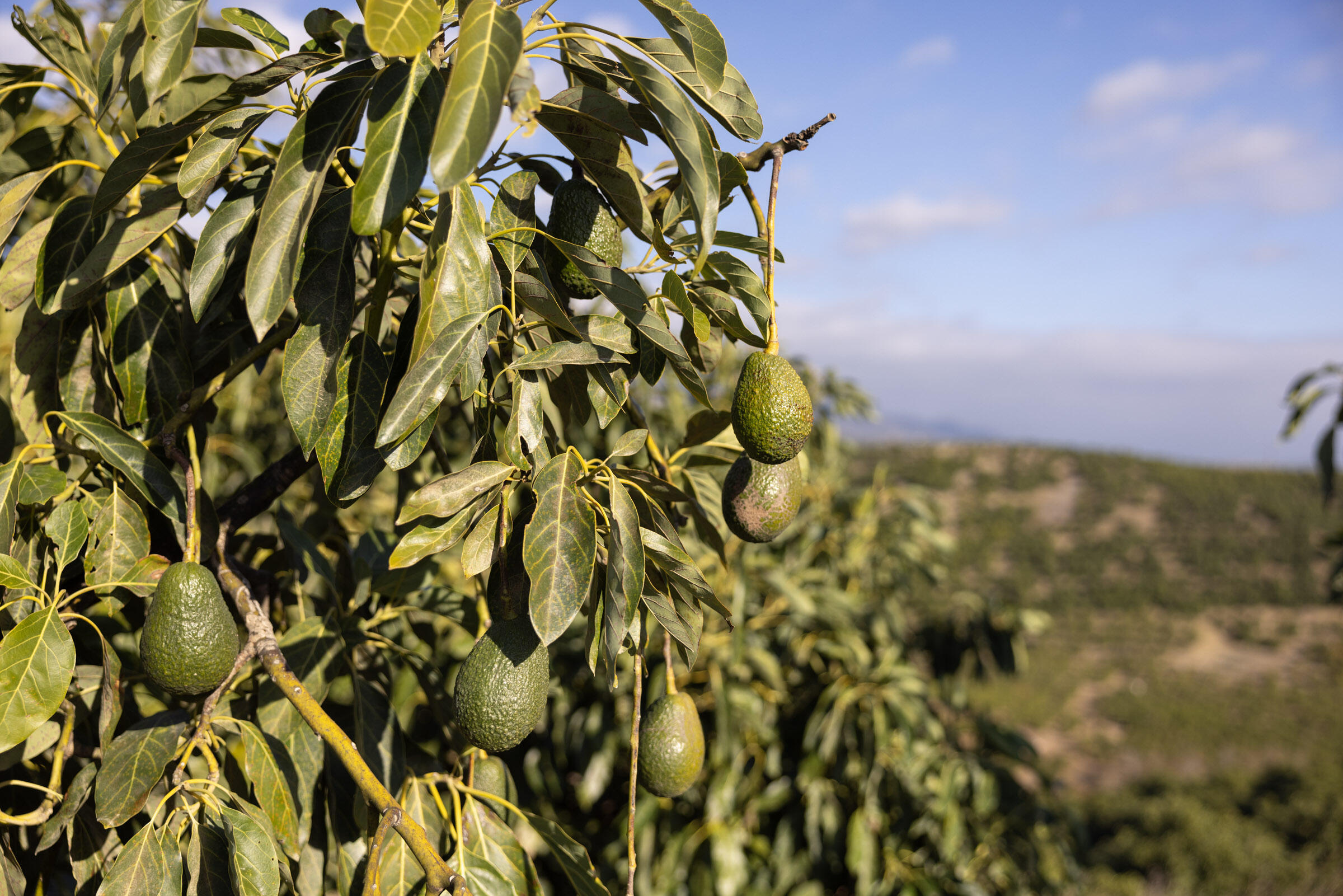 Santa Barbara, California 93111, United States, ,Commercial,Active,11258