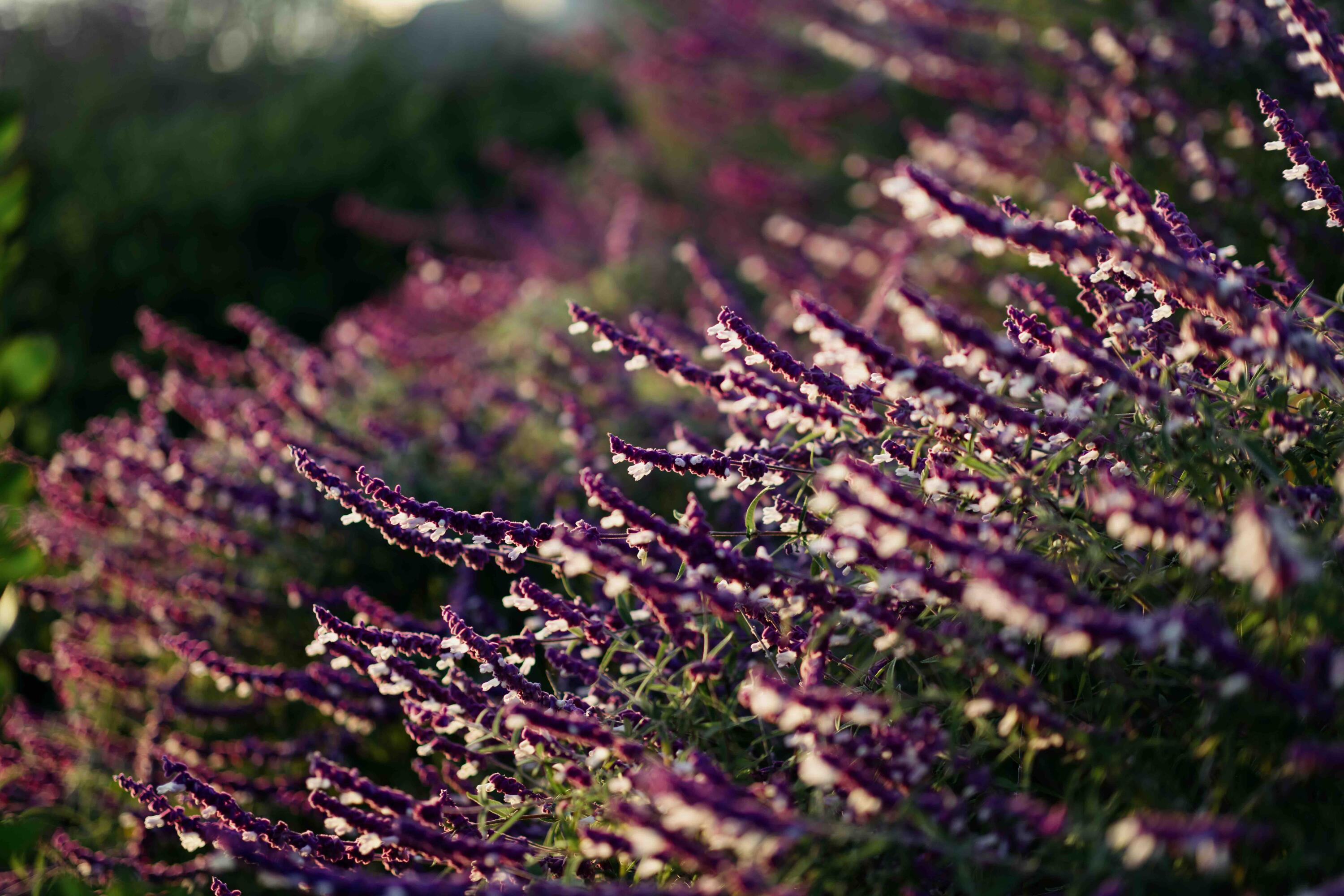 Santa Barbara, California 93109, United States, 6 Bedrooms Bedrooms, ,7 BathroomsBathrooms,Residential,Active,15676