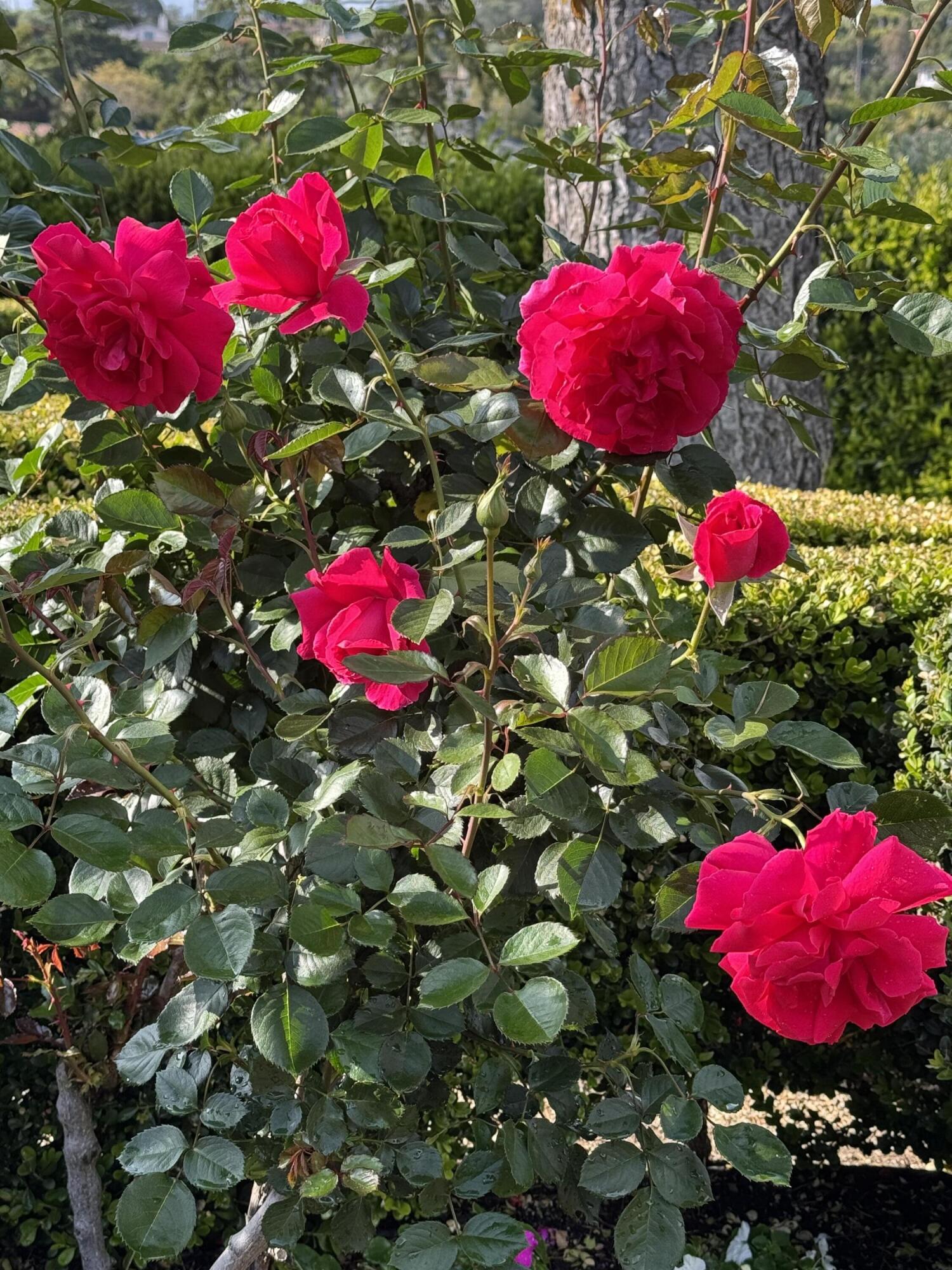 Santa Barbara, California 93108, United States, 5 Bedrooms Bedrooms, ,5 BathroomsBathrooms,Residential,Active,129224