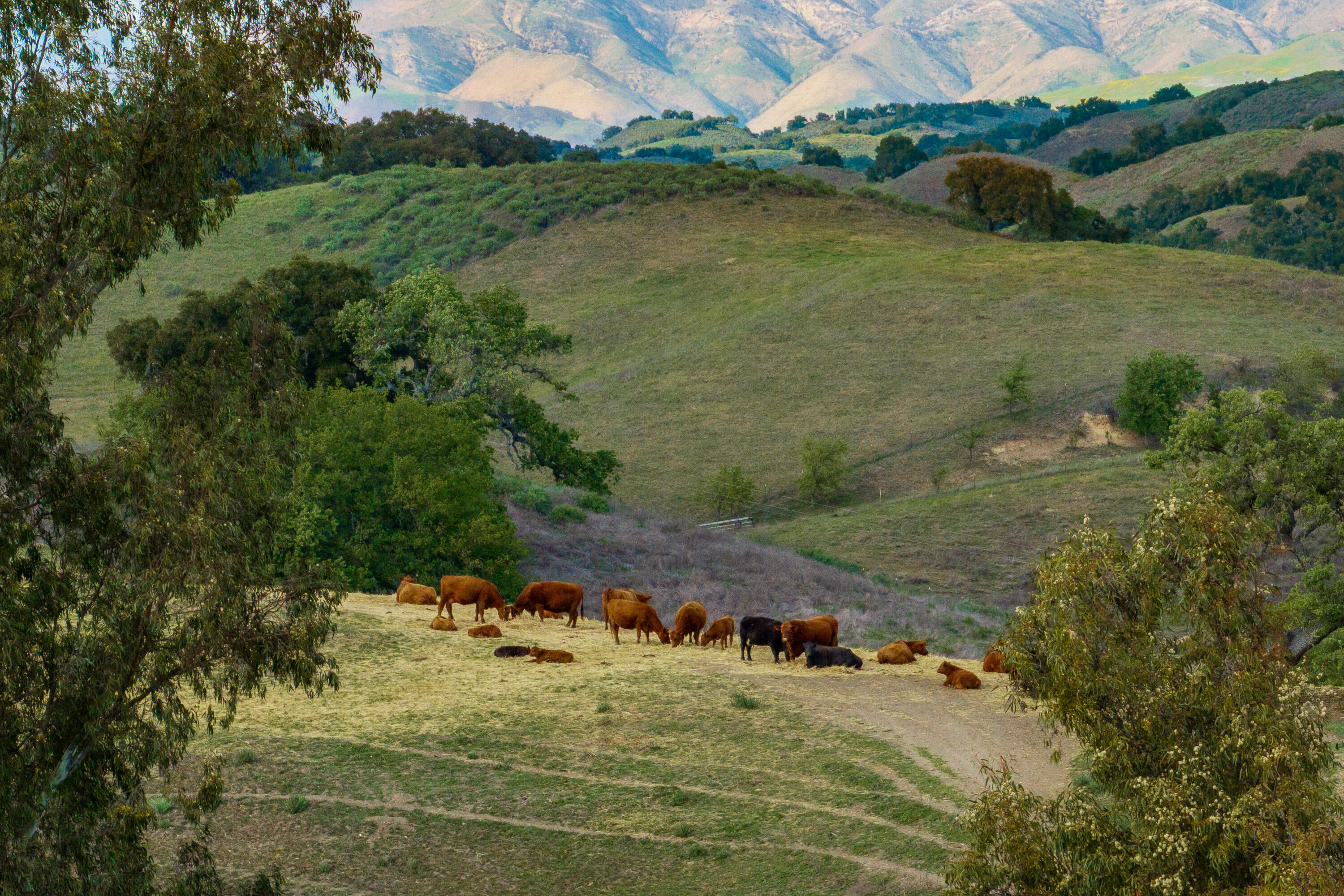 Los Olivos, California 93460, United States, 3 Bedrooms Bedrooms, ,5 BathroomsBathrooms,Residential,Active,122901