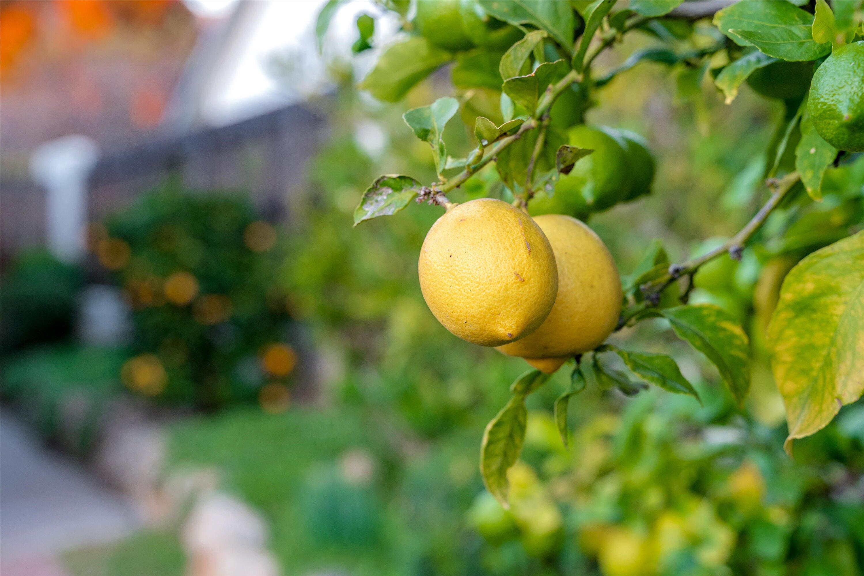 Santa Barbara, California 93110, United States, 3 Bedrooms Bedrooms, ,2 BathroomsBathrooms,Residential,Pending,253722