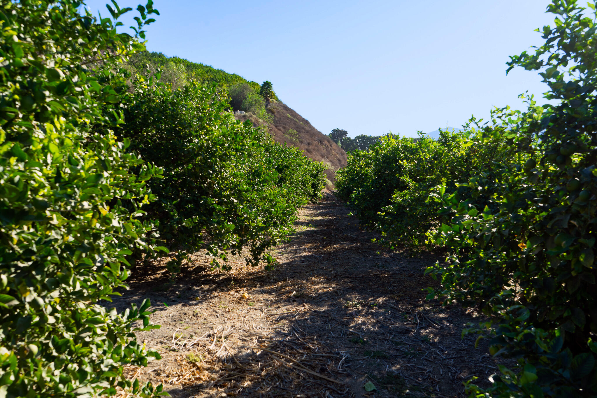 Fillmore, California 93015, United States, ,Commercial,Active,186382