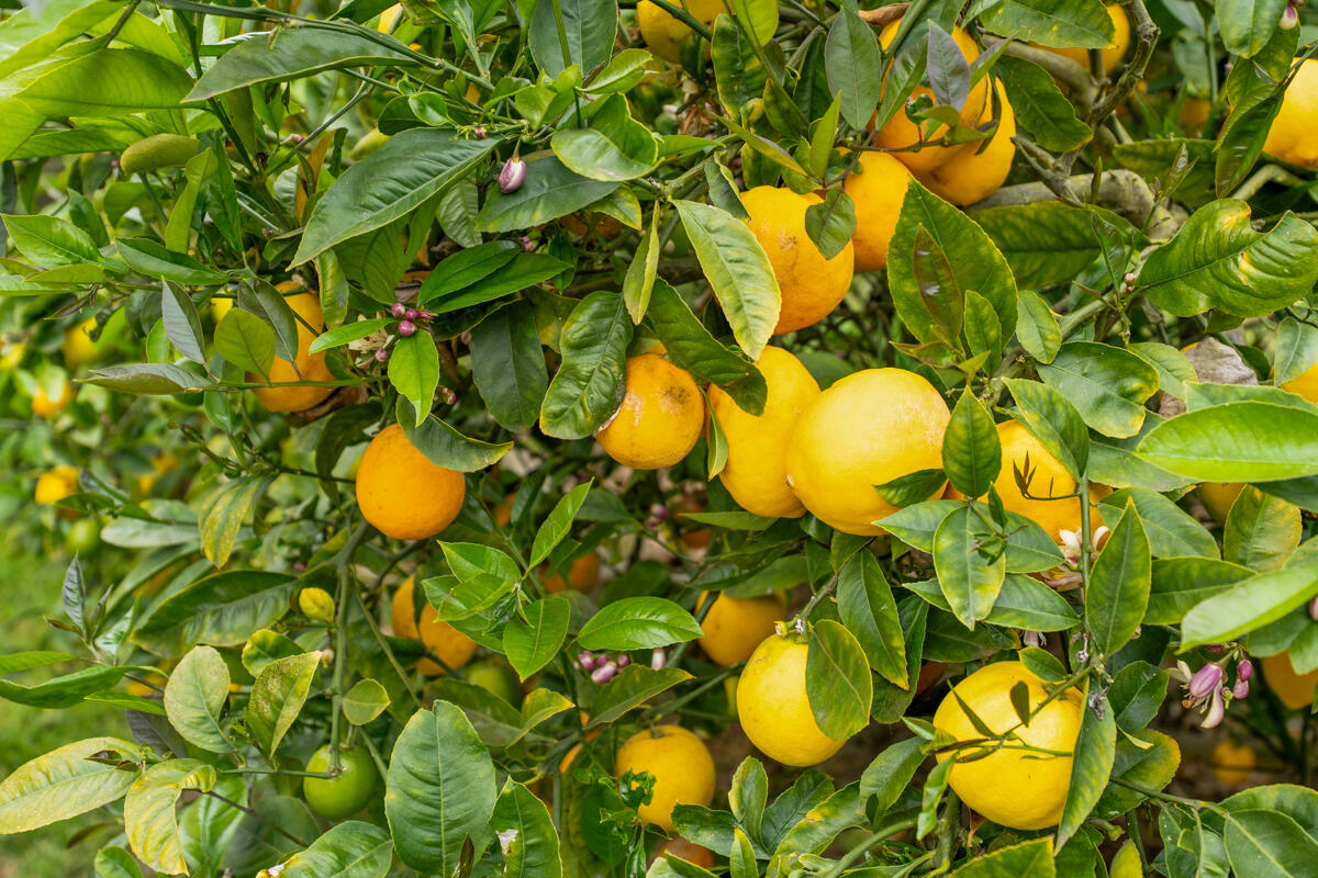 Summerland, California 93067, United States, 5 Bedrooms Bedrooms, ,2 BathroomsBathrooms,Residential,Active,177096