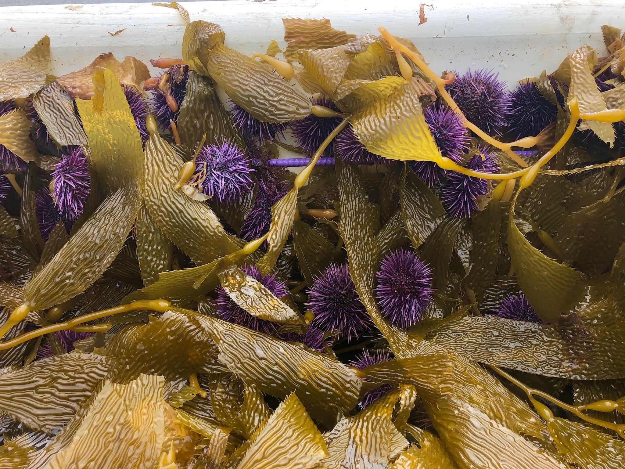 Santa Barbara, California 93117, United States, 5 Bedrooms Bedrooms, ,7 BathroomsBathrooms,Residential,Active,85023