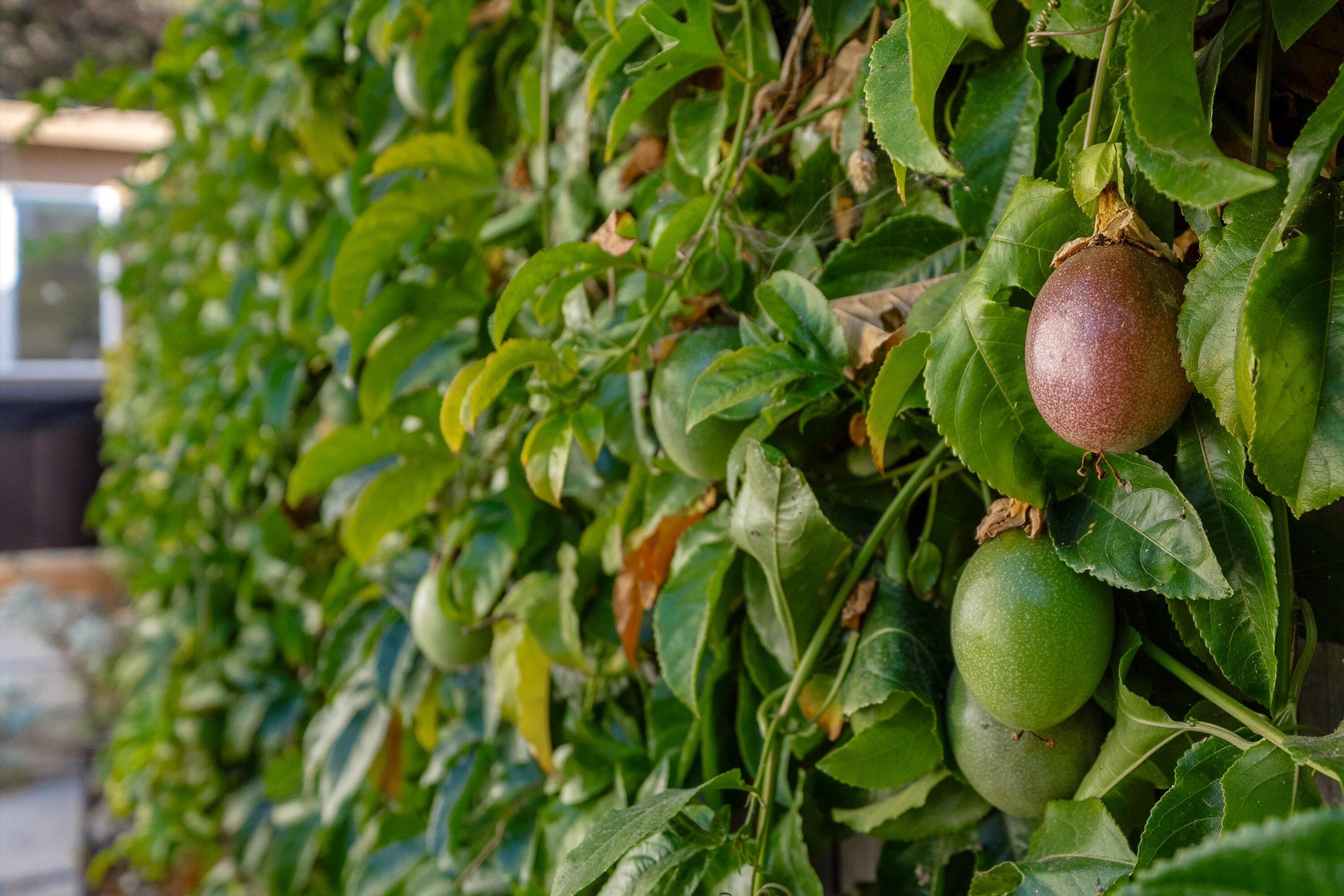 Santa Barbara, California 93101, United States, 3 Bedrooms Bedrooms, ,3 BathroomsBathrooms,Residential,Pending,201911