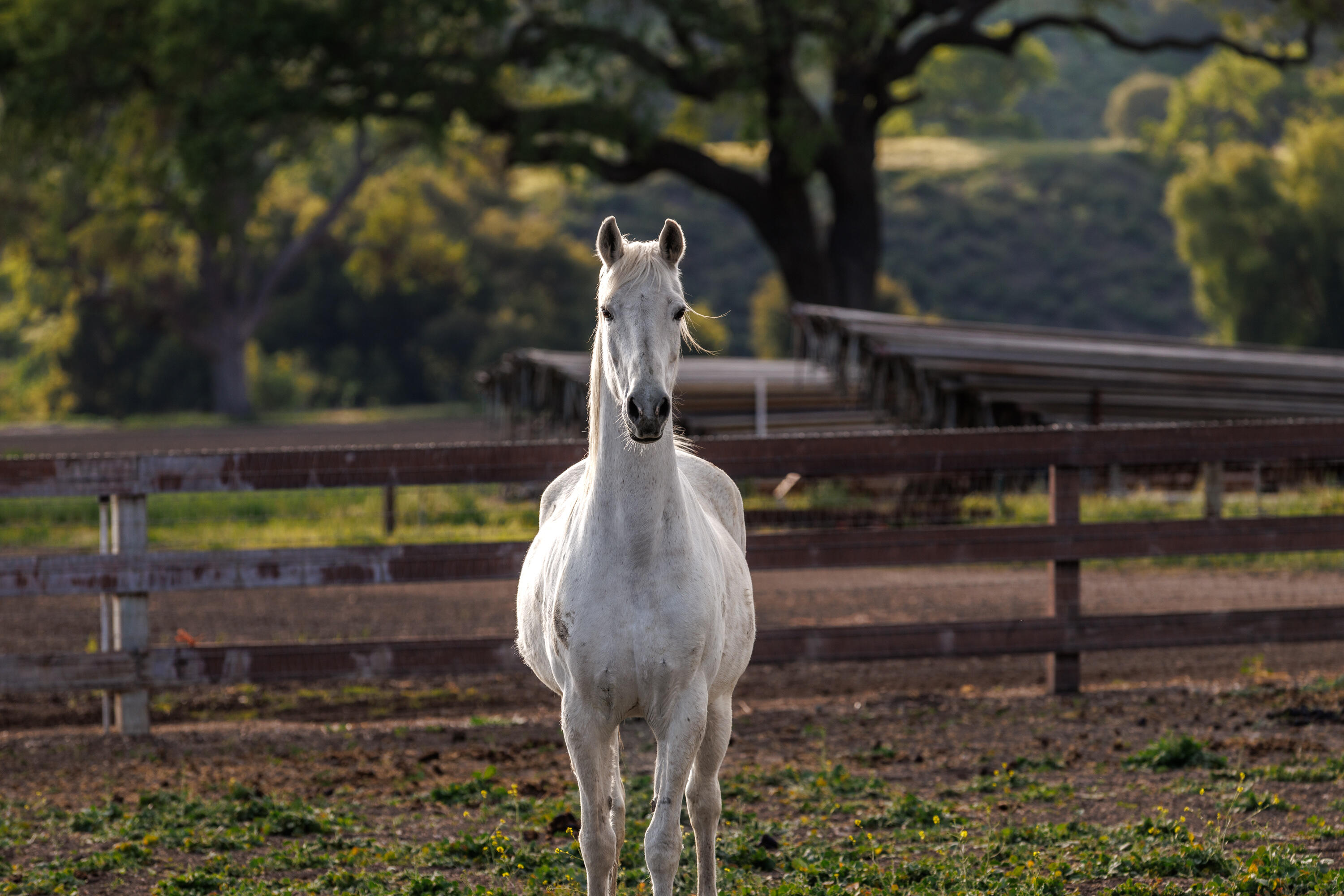 Los Olivos, California 93460, United States, 3 Bedrooms Bedrooms, ,5 BathroomsBathrooms,Residential,Active,237368